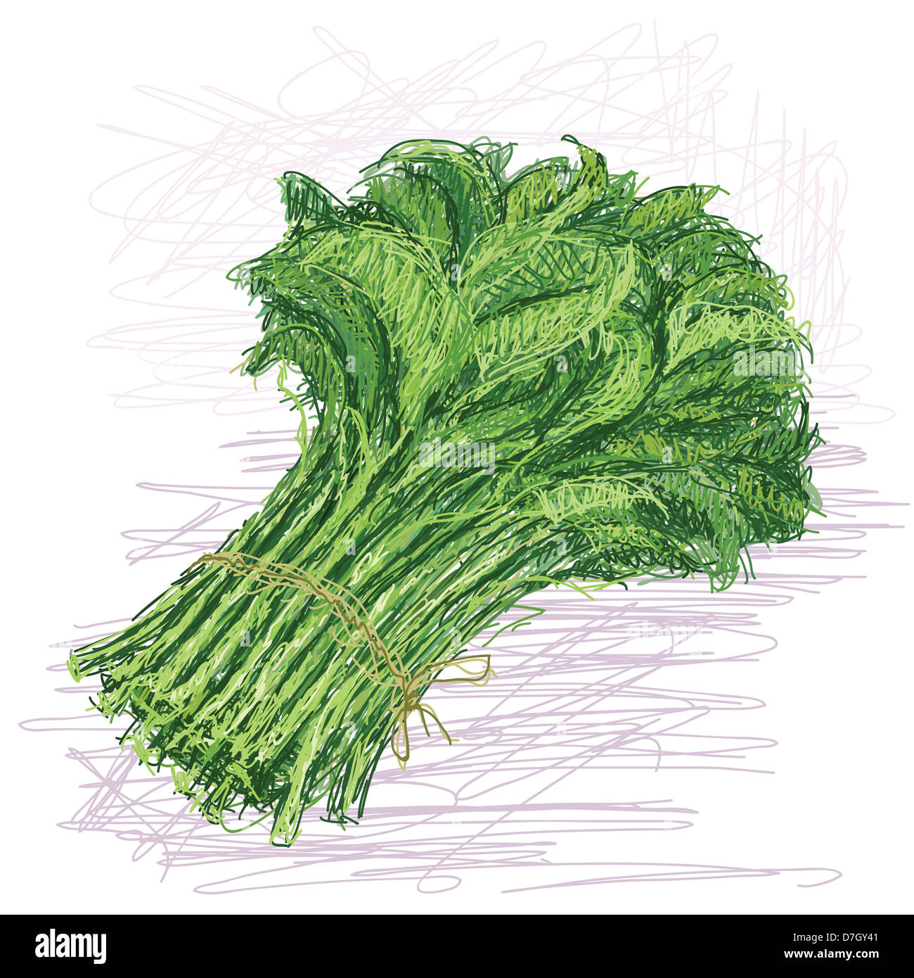 illustration of fresh bunch of raw kangkong vegetable with scientific ...