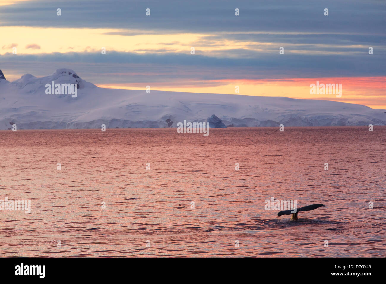 Humpback whale (Megaptera novaeangliae) at sunset / sunrise as we travel below the Antarctic Circle, Antarctica.  Stock Photo