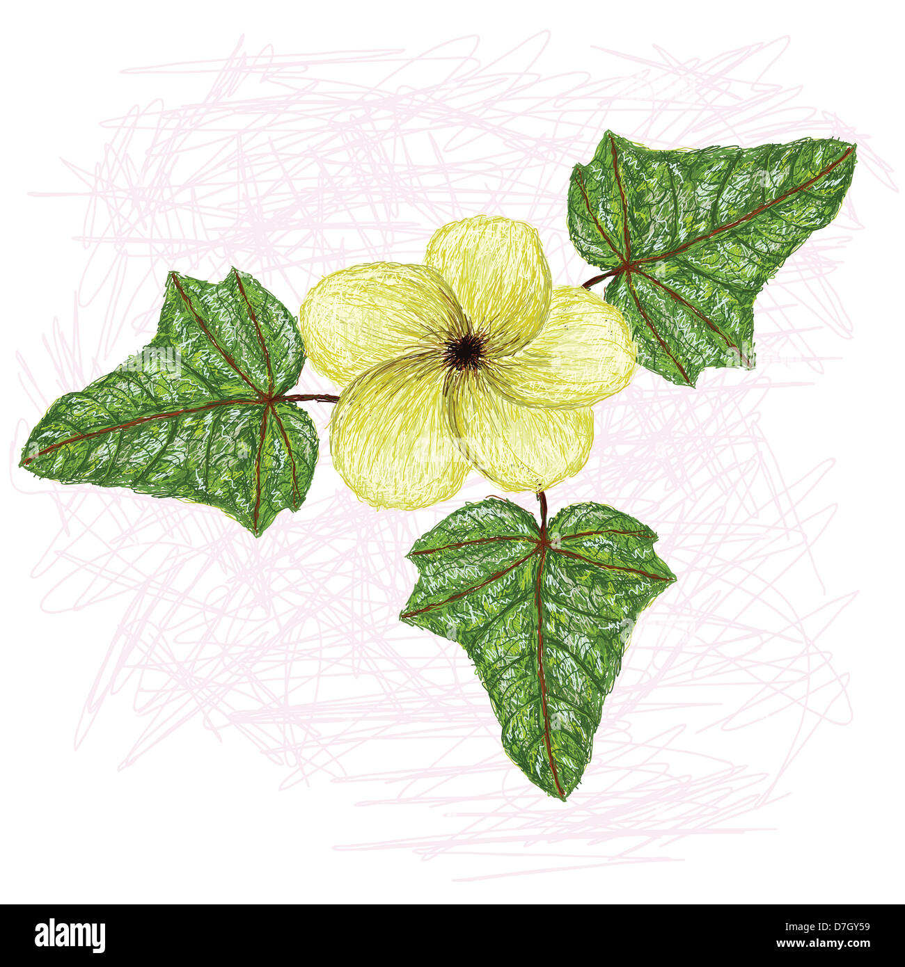 illustration of edible lagikway leaves and flower. Scientific name abelmoschus manihot. Stock Photo