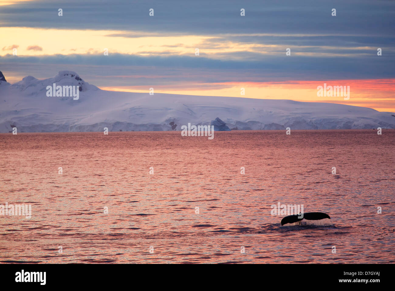 Humpback whale (Megaptera novaeangliae) at sunset / sunrise as we travel below the Antarctic Circle, Antarctica.  Stock Photo