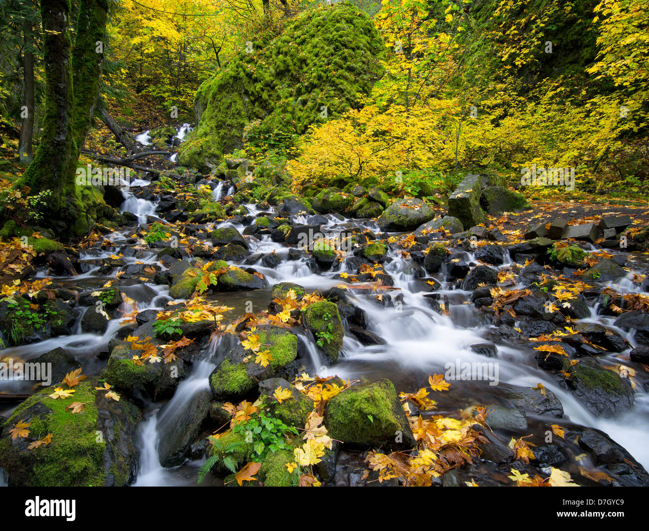 Starvation Creek with fall colors.Columbia River Gorge National Scenic Area, Oregon Stock Photo