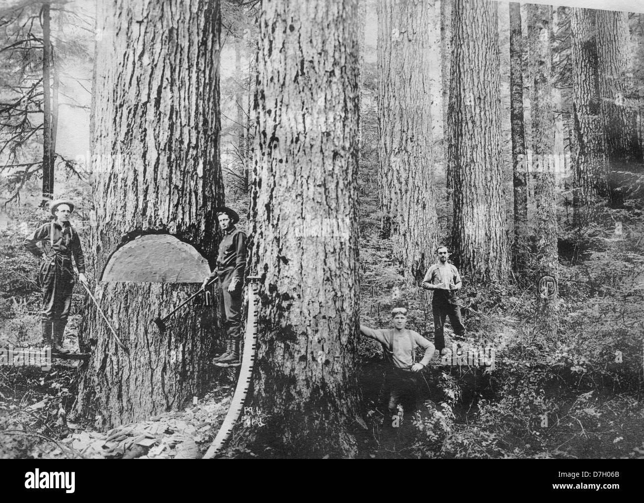 Four loggers in the woods Stock Photo Alamy