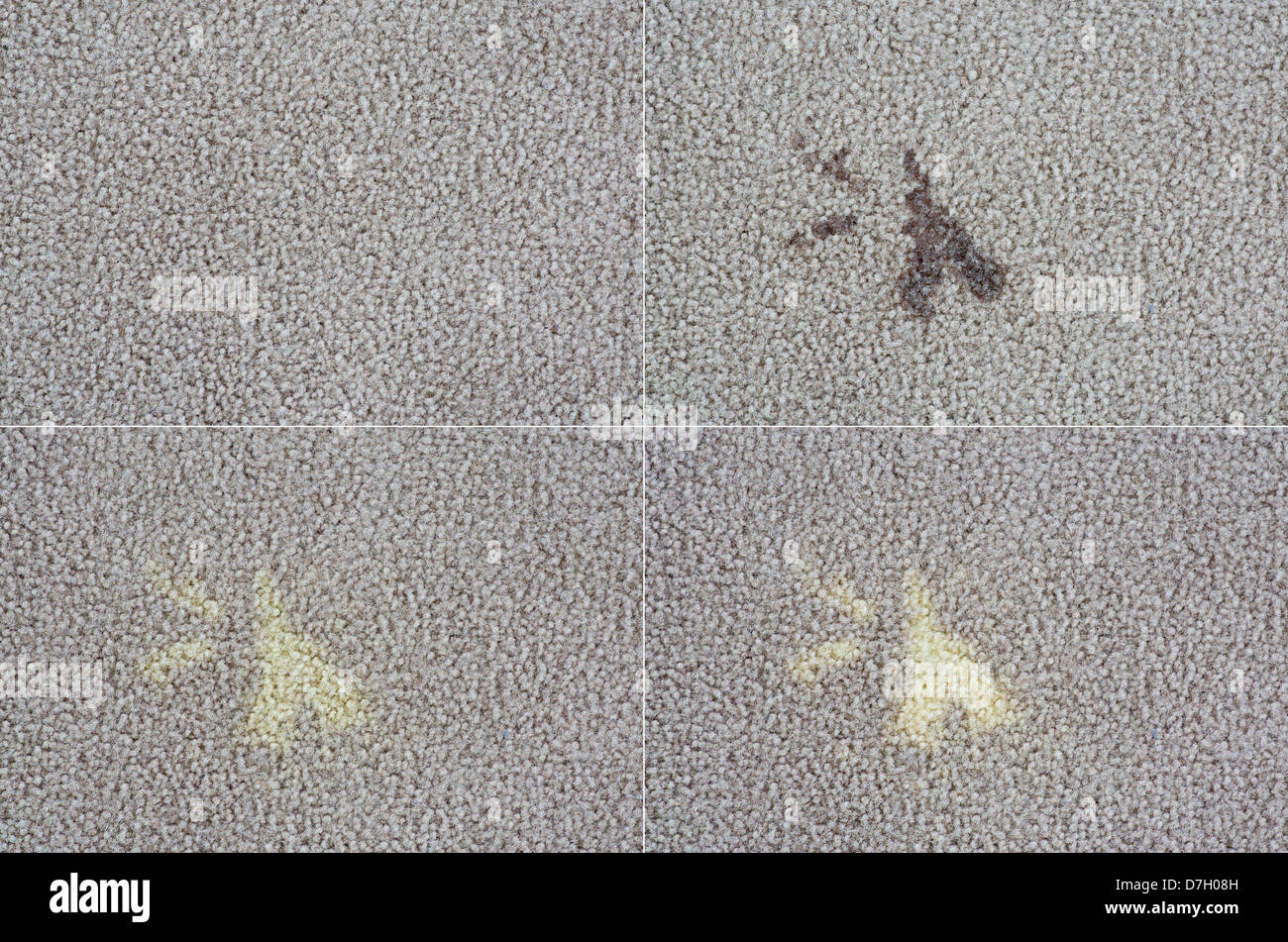 a series of four images before during and after a bleach spill on a carpet showing the stain Stock Photo