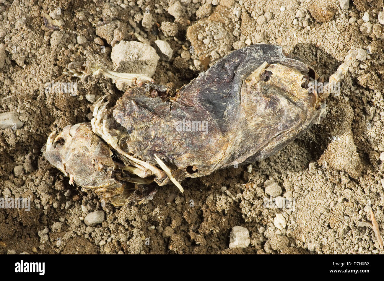 mummified dried out dead rat with some skeleton showing Stock Photo