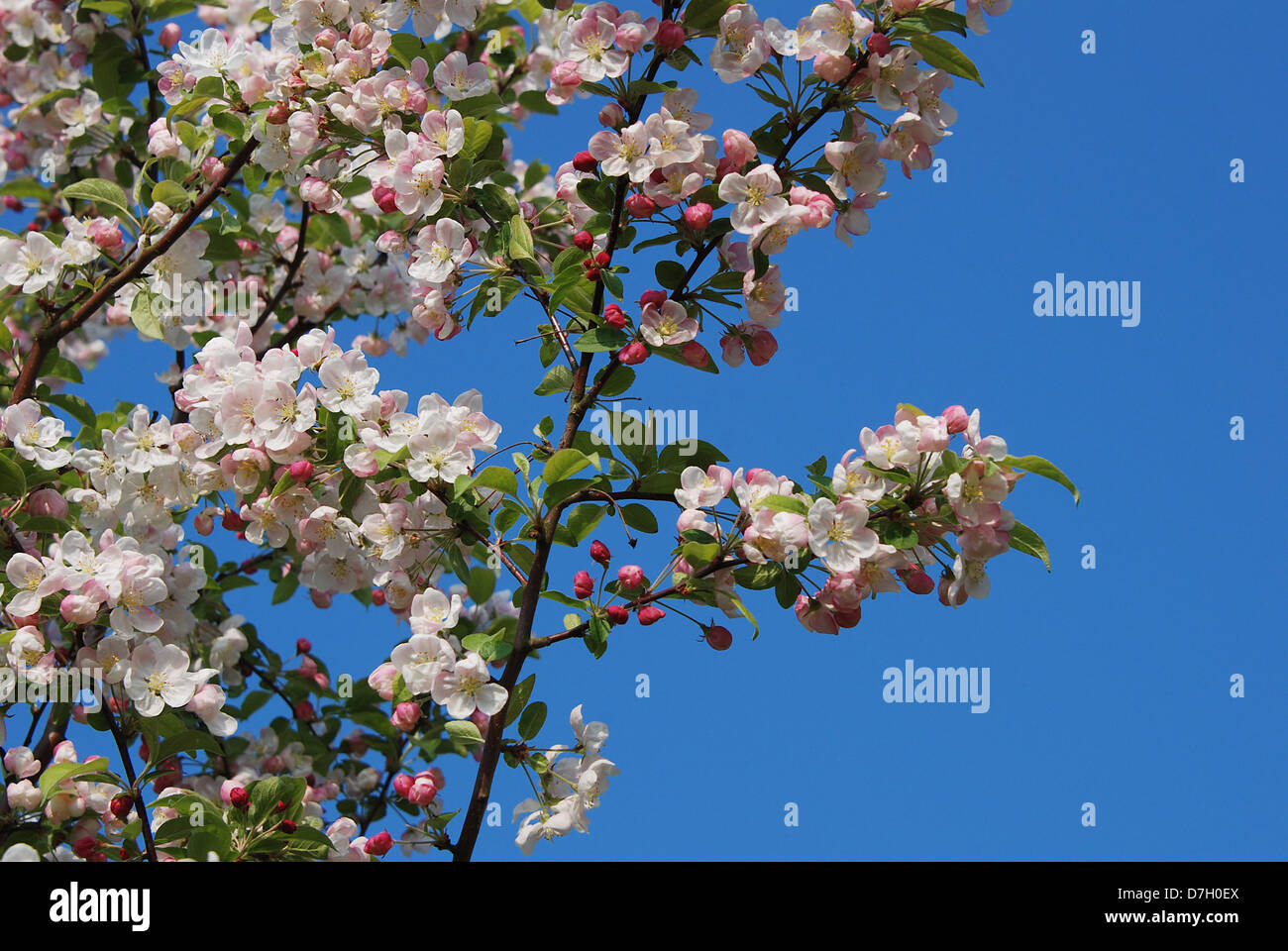 Crab apple tree blossoming in spring against a blue sky Stock Photo