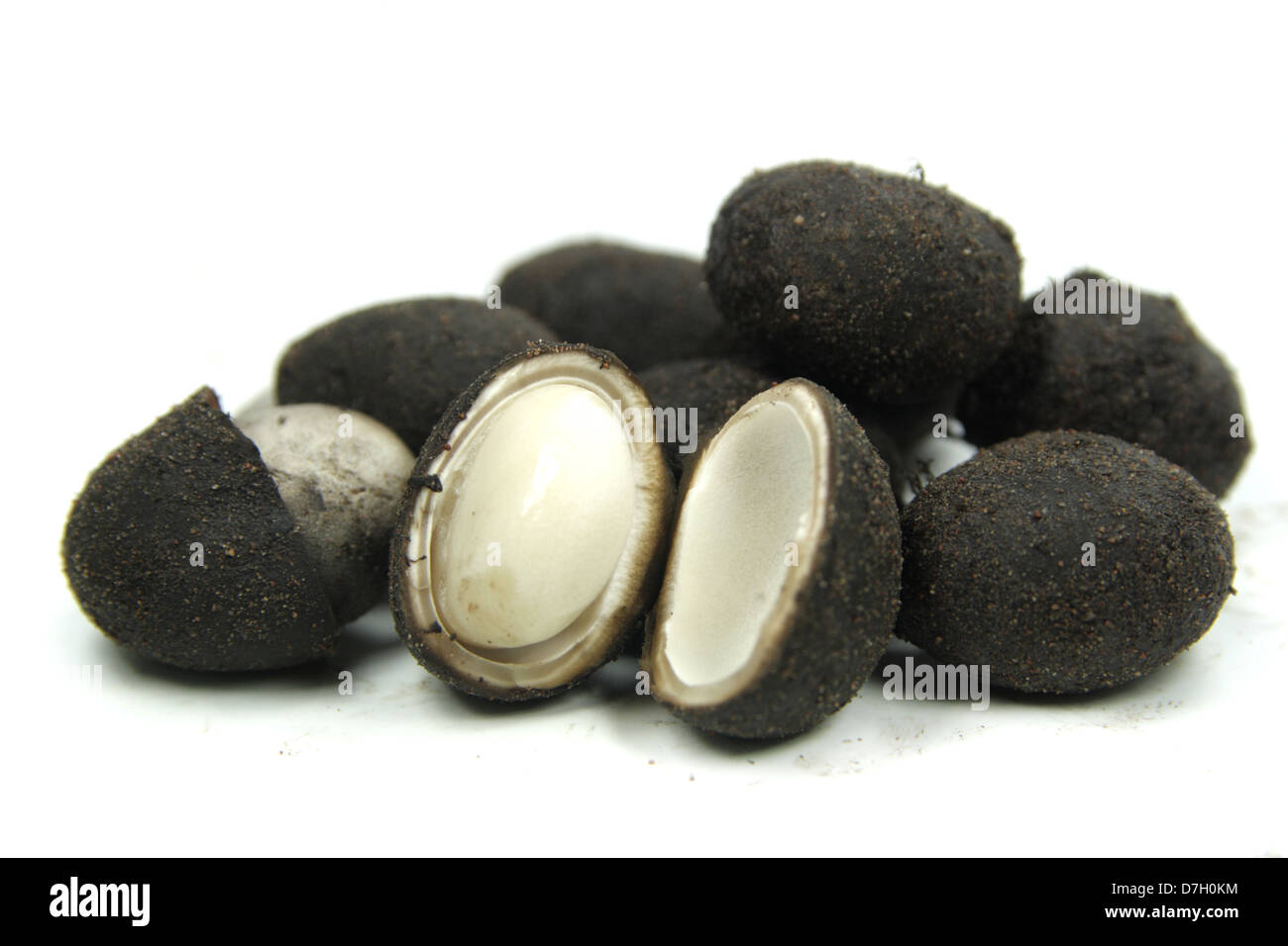 Barometer Earthstar Mushrooms Stock Photo Alamy