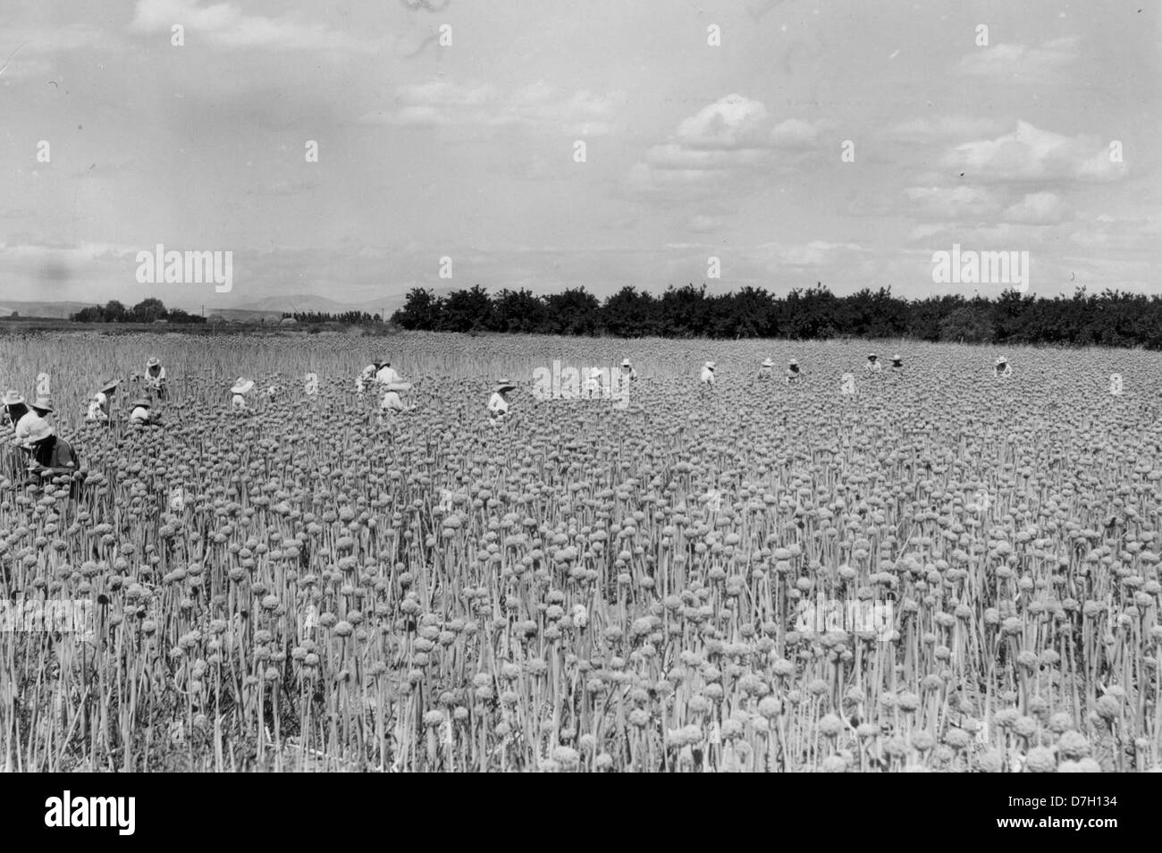 This historic image depicts Japanese evacuees in Malheur County, Oregon, harvesting onion seed during World War II. It reflects the experiences of Japanese Americans who were relocated to internment camps and worked in agricultural settings as part of the wartime effort. Stock Photo