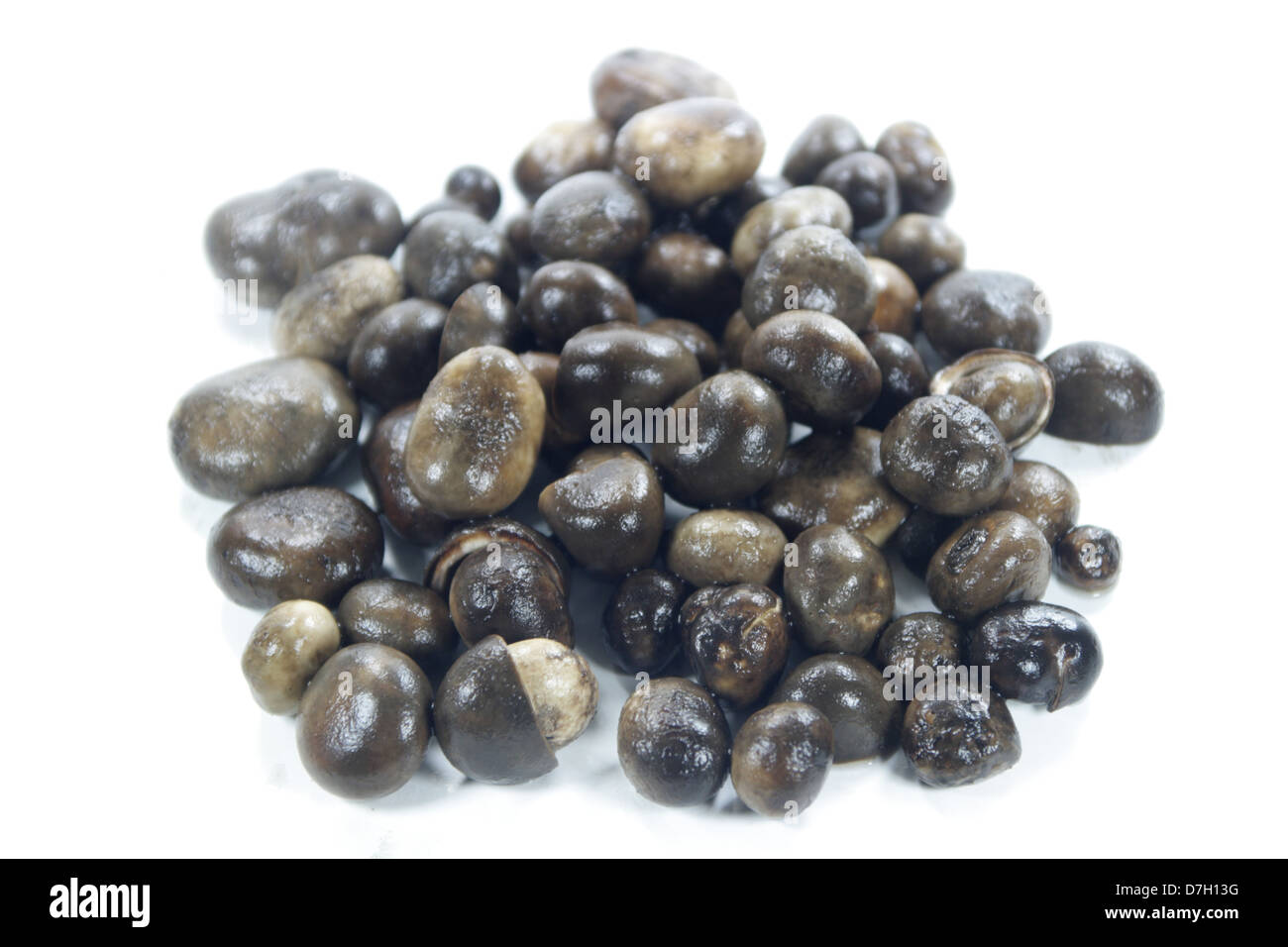 Barometer Earthstar Mushrooms Stock Photo Alamy