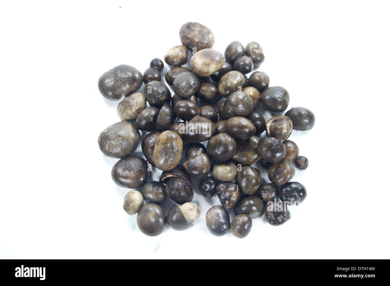 Barometer Earthstar Mushrooms Stock Photo Alamy