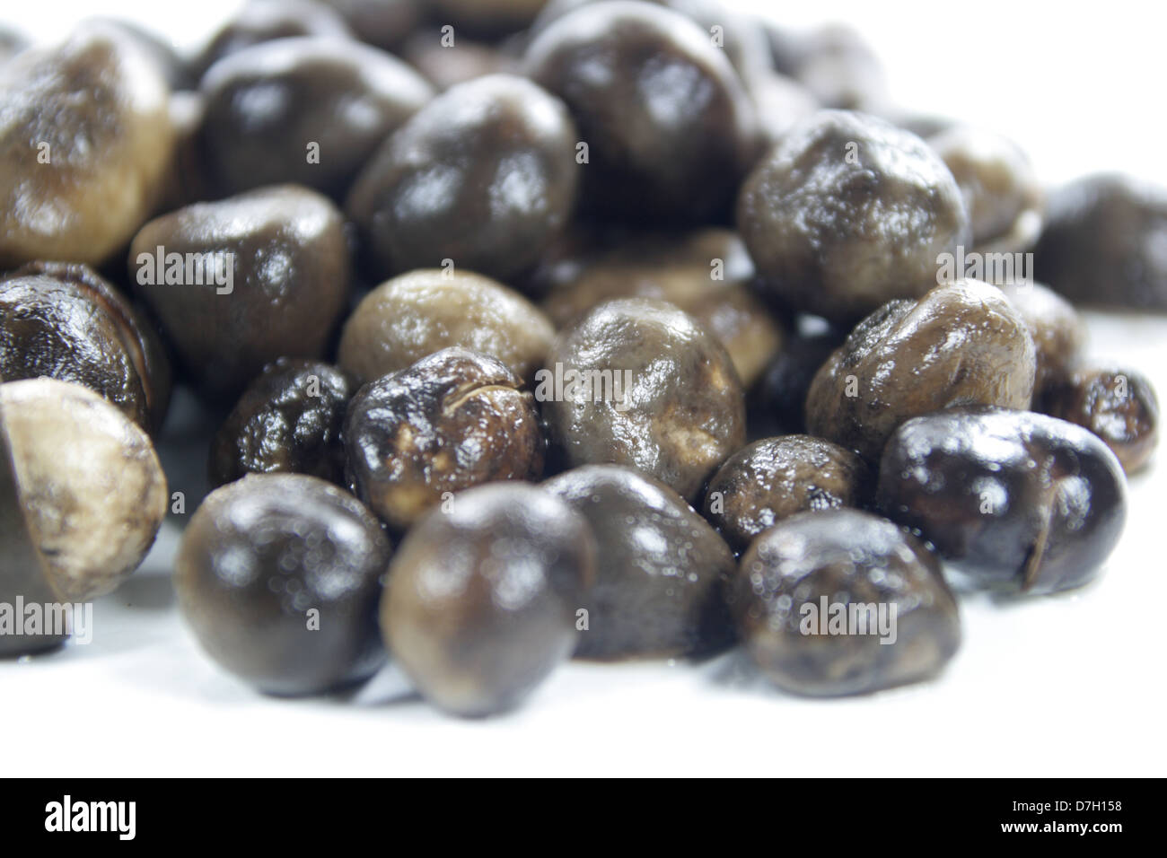 Barometer Earthstar Mushrooms Stock Photo Alamy