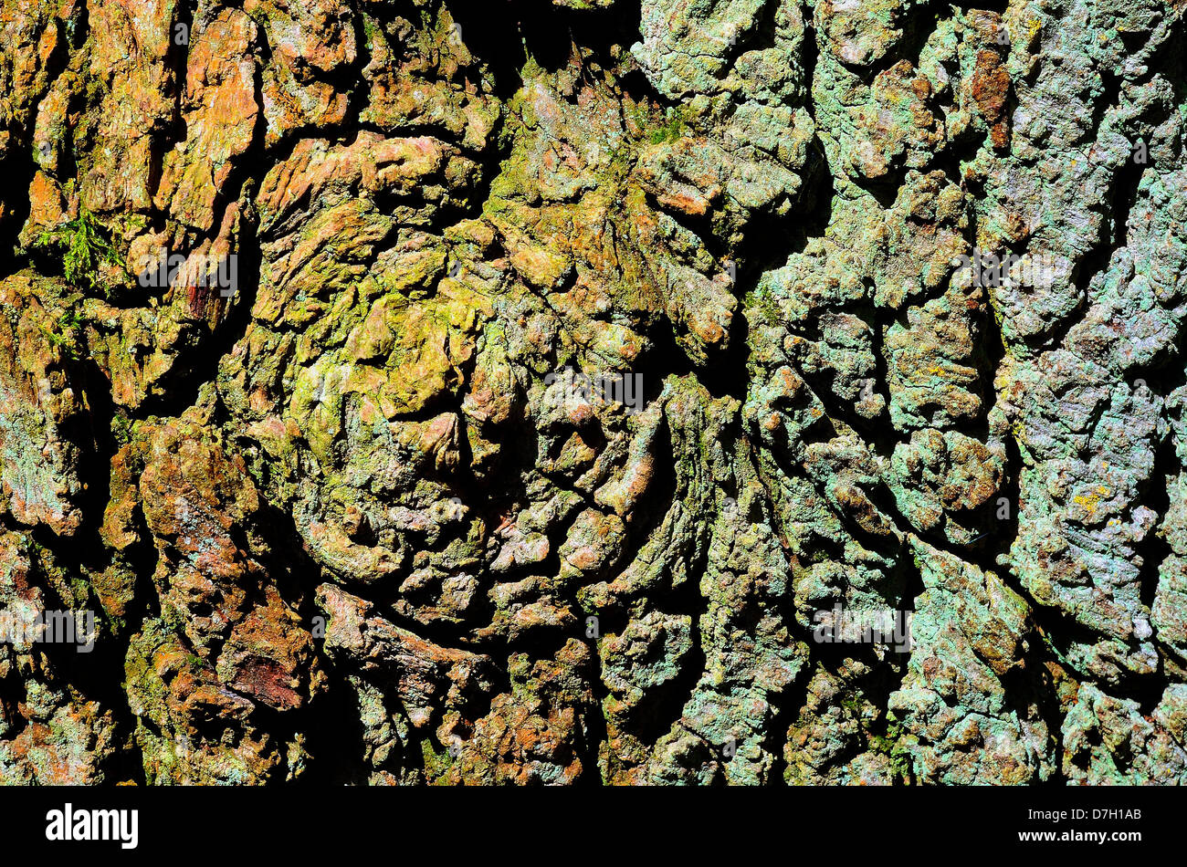 British oak tree hi-res stock photography and images - Alamy