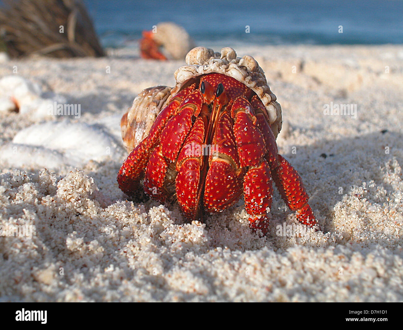 A hermit crab emerges from its shell at Howland Island National Wildlife Refuge in the Pacific Ocean 1,600 miles southwest of Honolulu June 27, 2008. Stock Photo