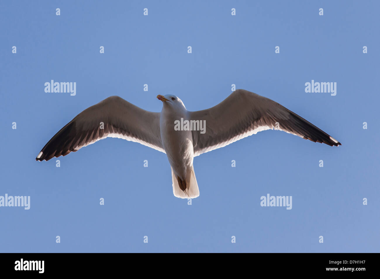 A Lesser black-backed gull (Larus fuscus) in flight in the Uk Stock Photo
