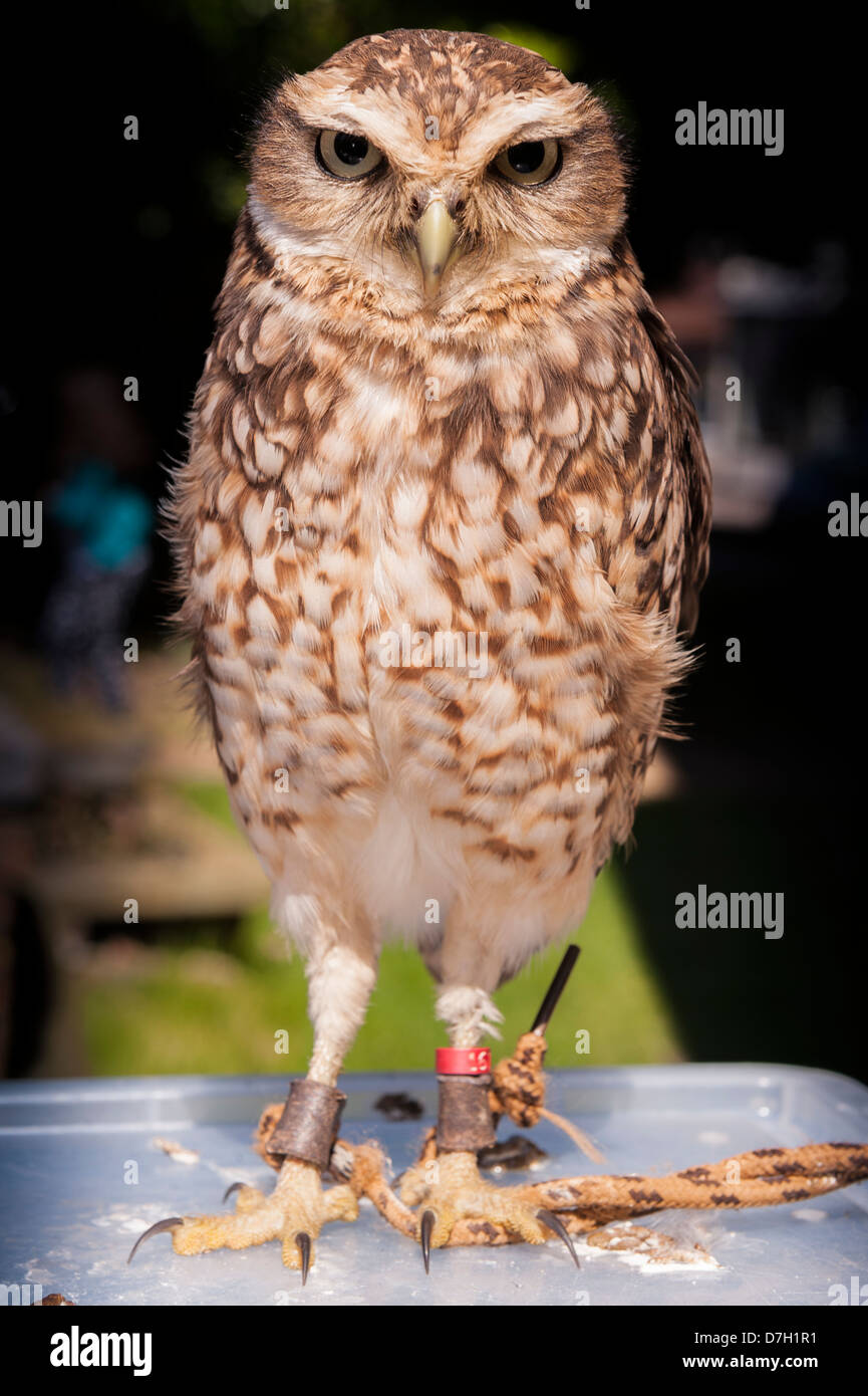 A captive burrowing owl (Athene cunicularia) in the Uk Stock Photo