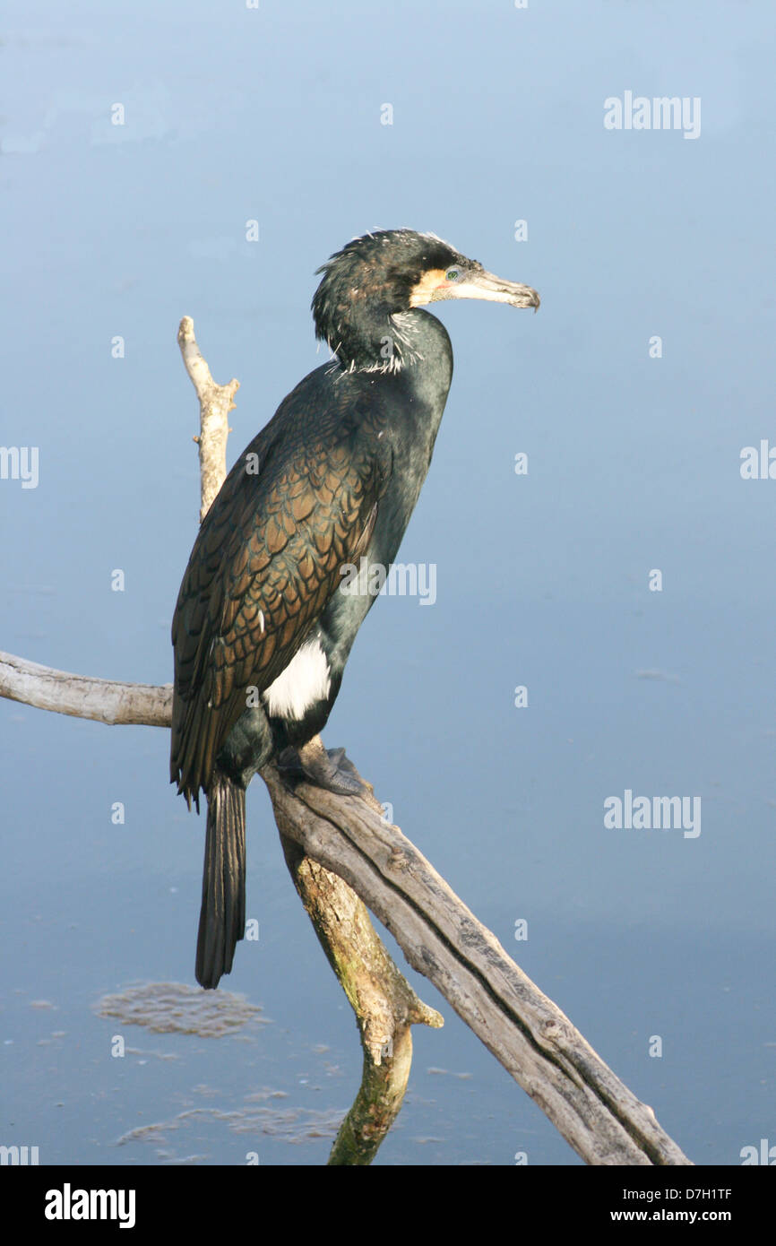 wild cormorants Stock Photo