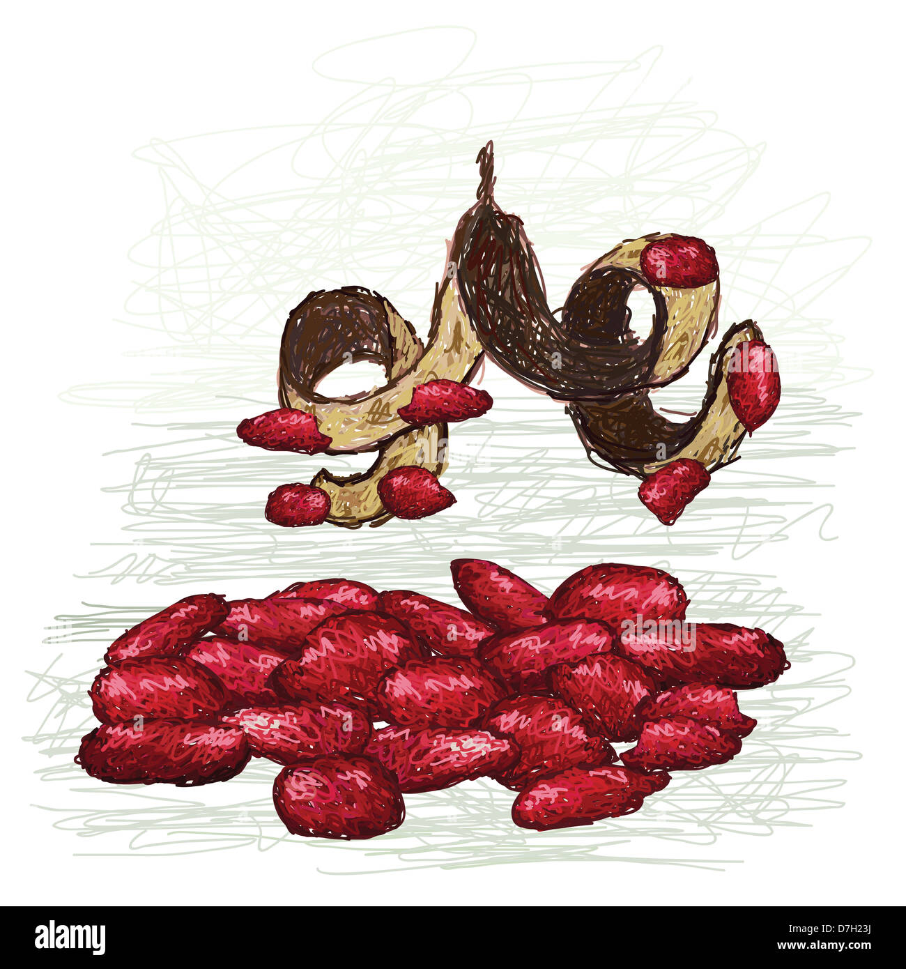 illustration of pile of red beads with pod. scientific name - Adenanthera pavonina. Stock Photo