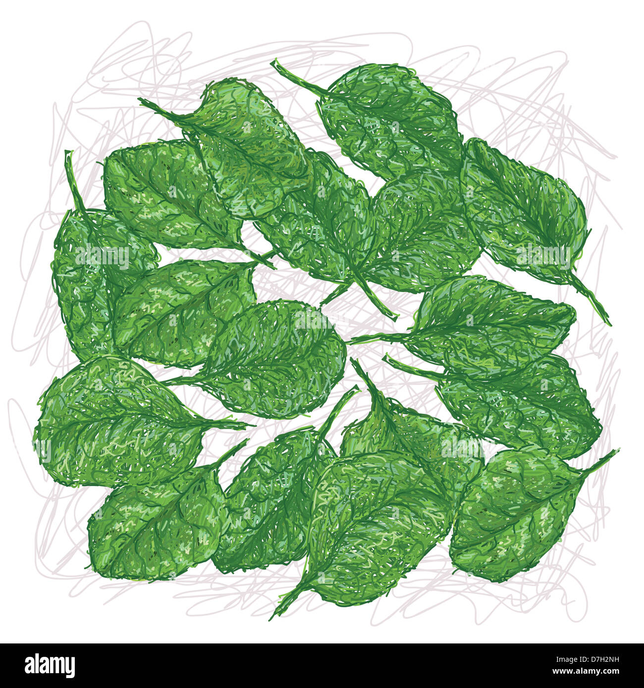 illustration of fresh spinach leaves isolated in white background. Stock Photo
