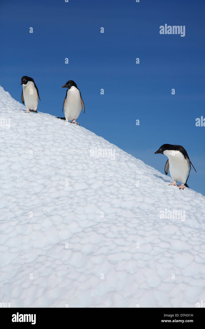 Adélie Penguin, (Pygoscelis adeliae), Petermann Island, Antarctica. Stock Photo