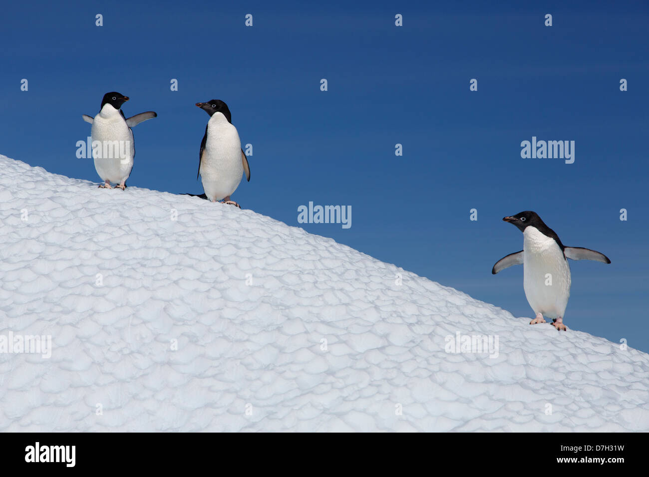 Adélie Penguin, (Pygoscelis adeliae), Petermann Island, Antarctica. Stock Photo