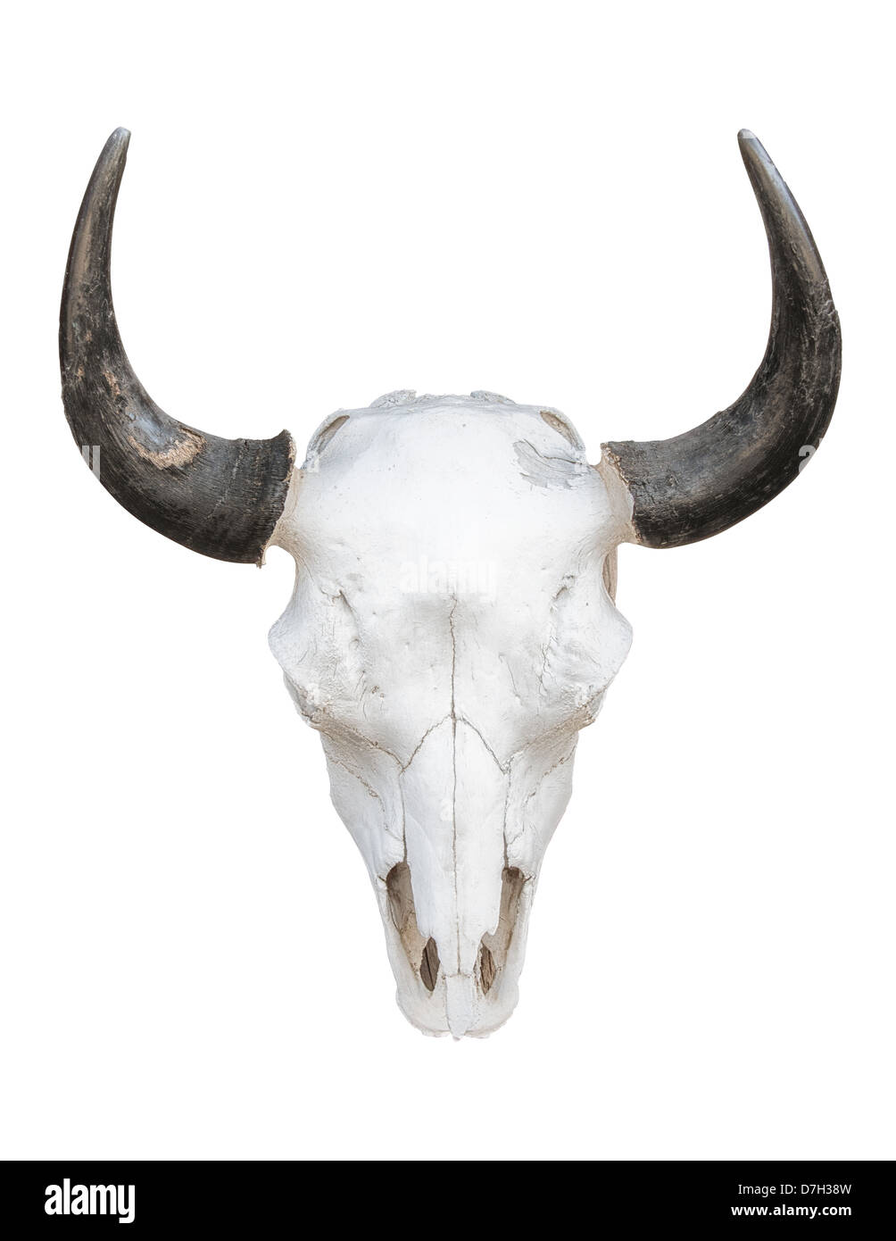 Cow skull knock on white. very large file life size at 300dpi Stock Photo