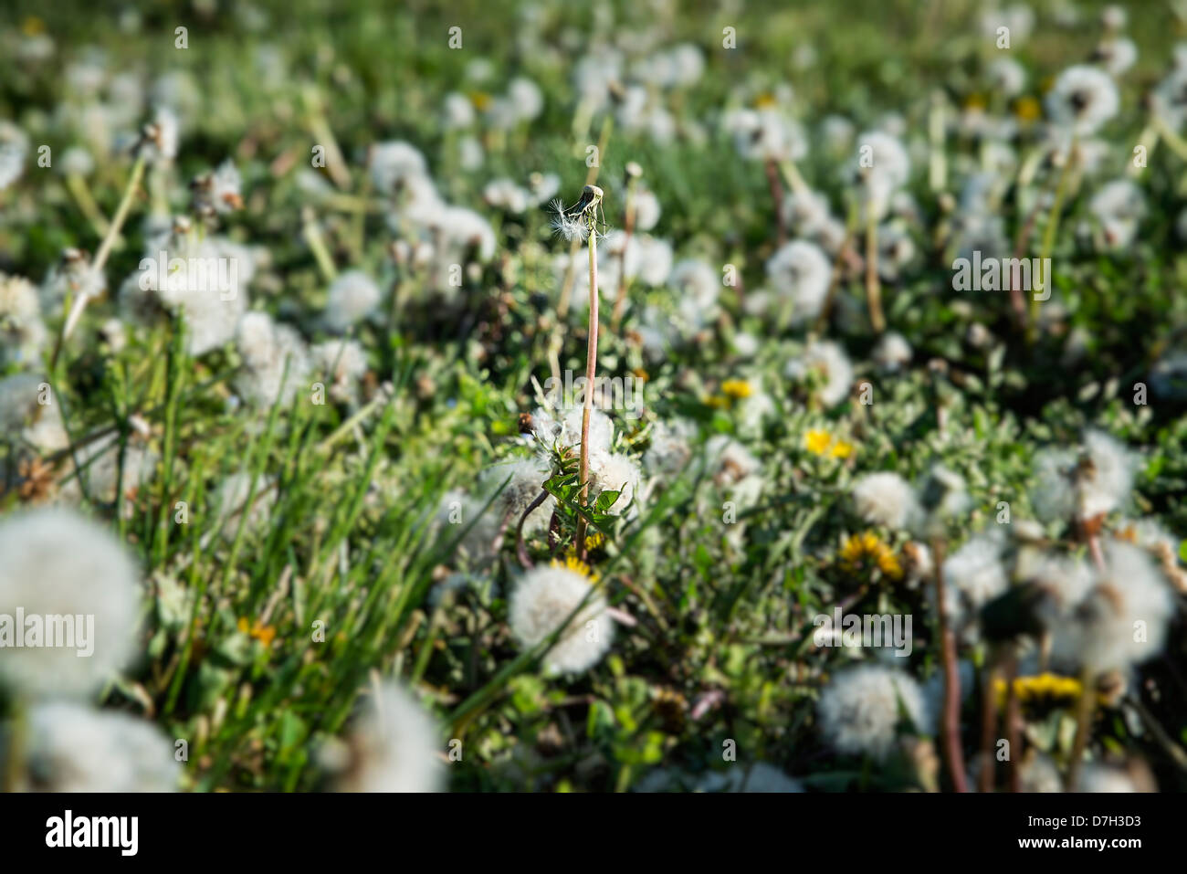 Seeded Dandelions. Stock Photo