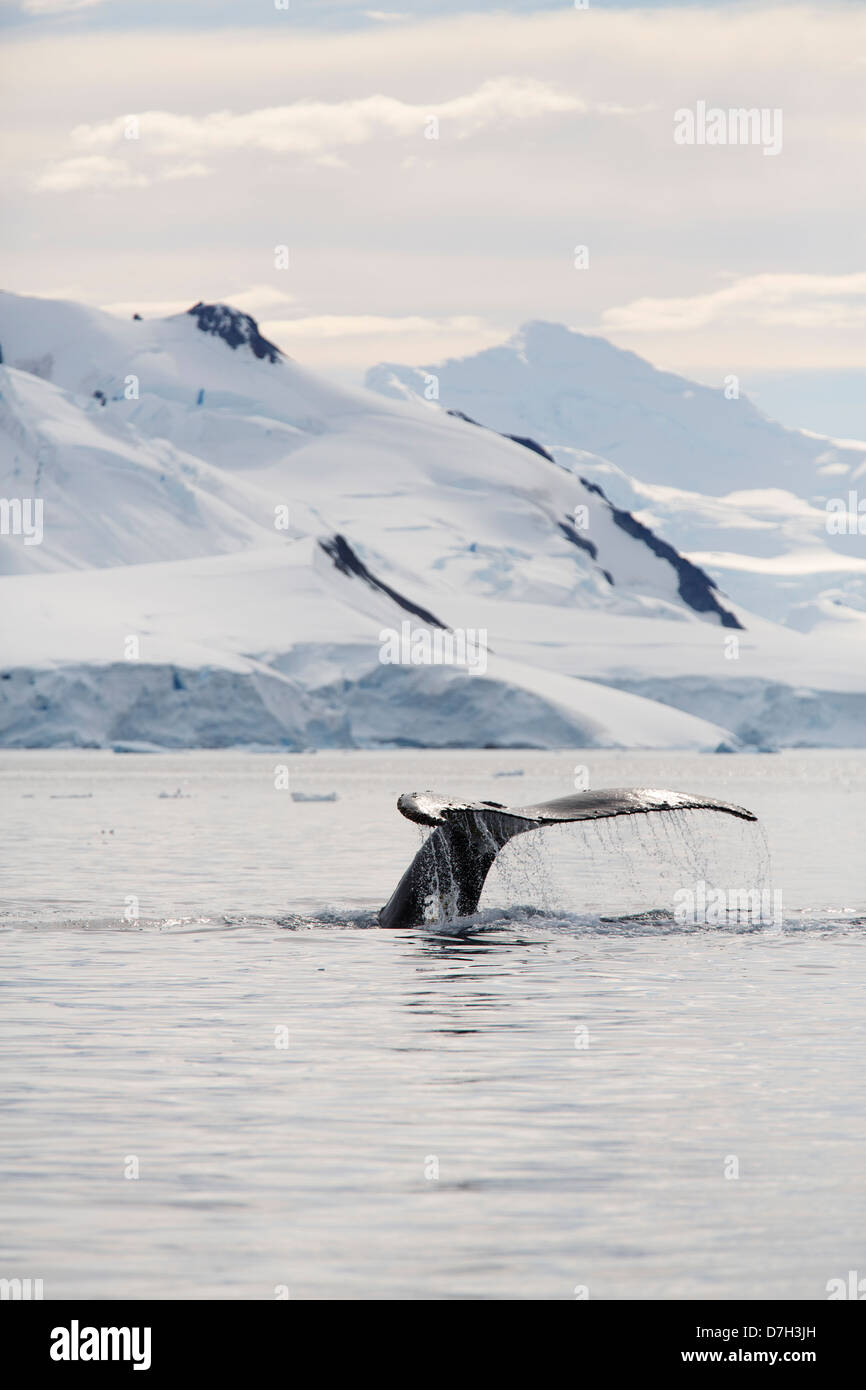 Humpback whale (Megaptera novaeangliae), Paradise Bay, Antarctica. Stock Photo