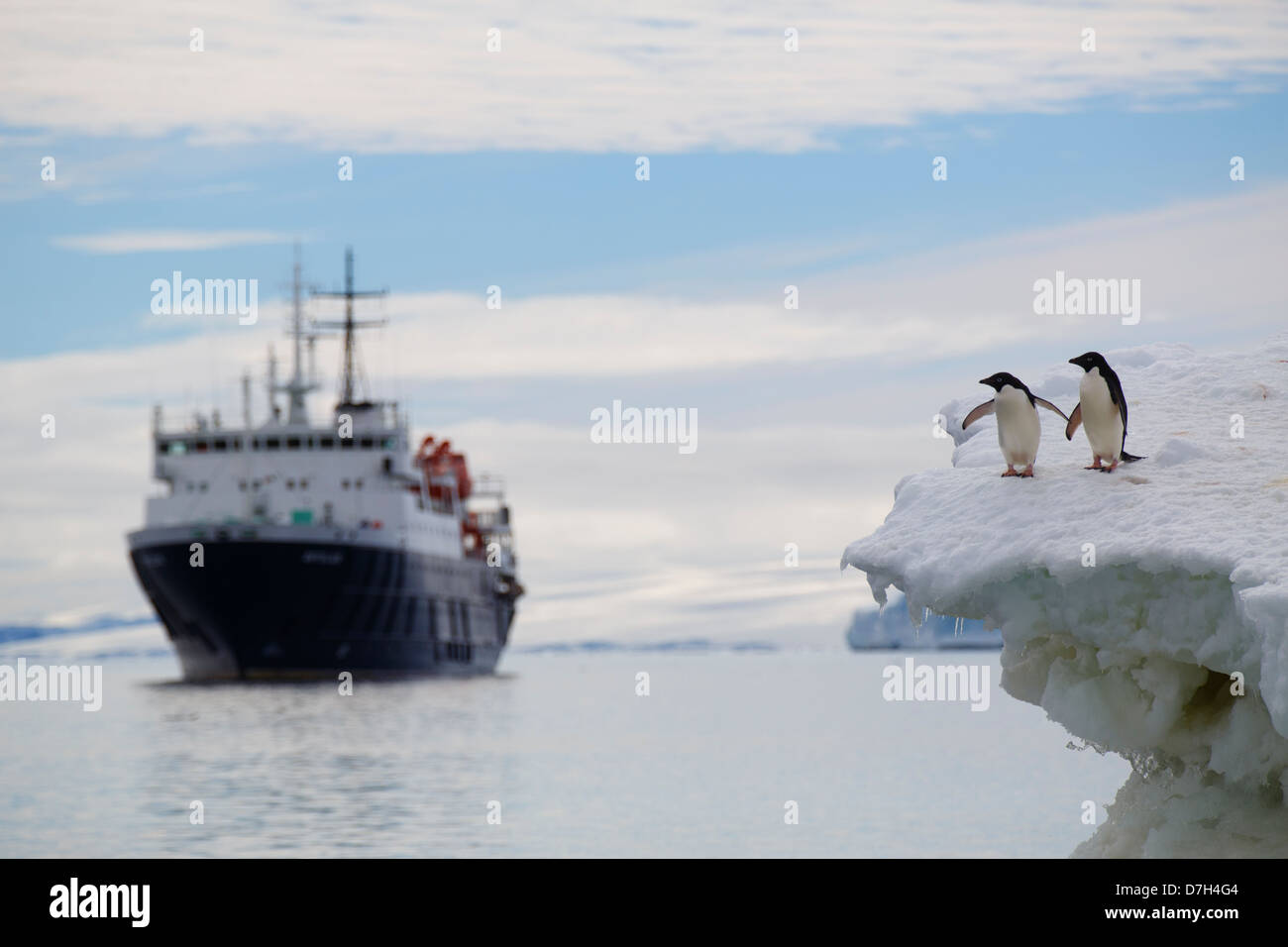 The Icebreaker Ortelius, Adélie Penguins, (Pygoscelis adeliae) on an Iceberg at Brown Bluff, Antarctica. Stock Photo