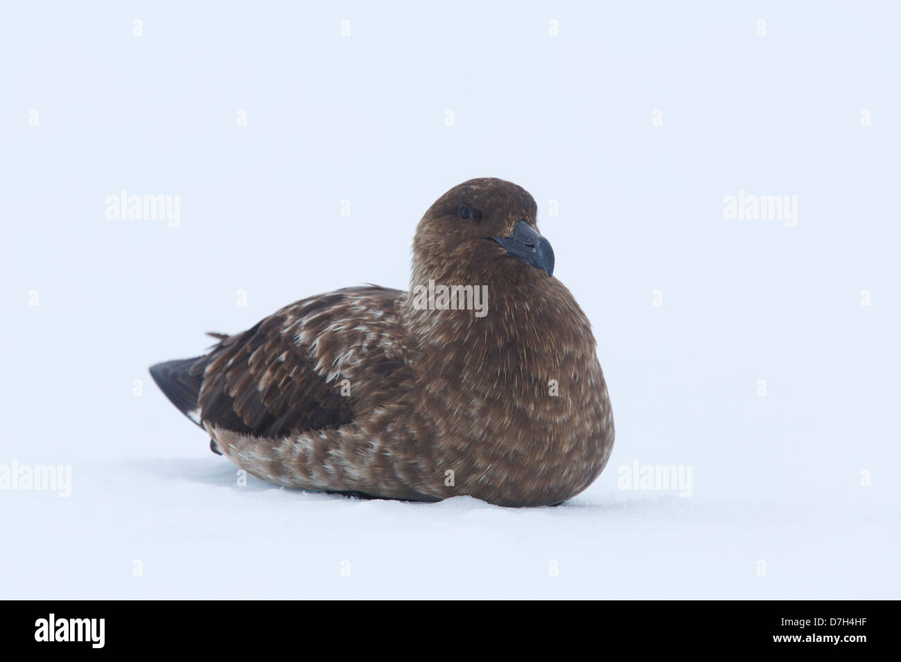 Skua, Yankee Harbor, Greenwich Island, Antarctica. Stock Photo