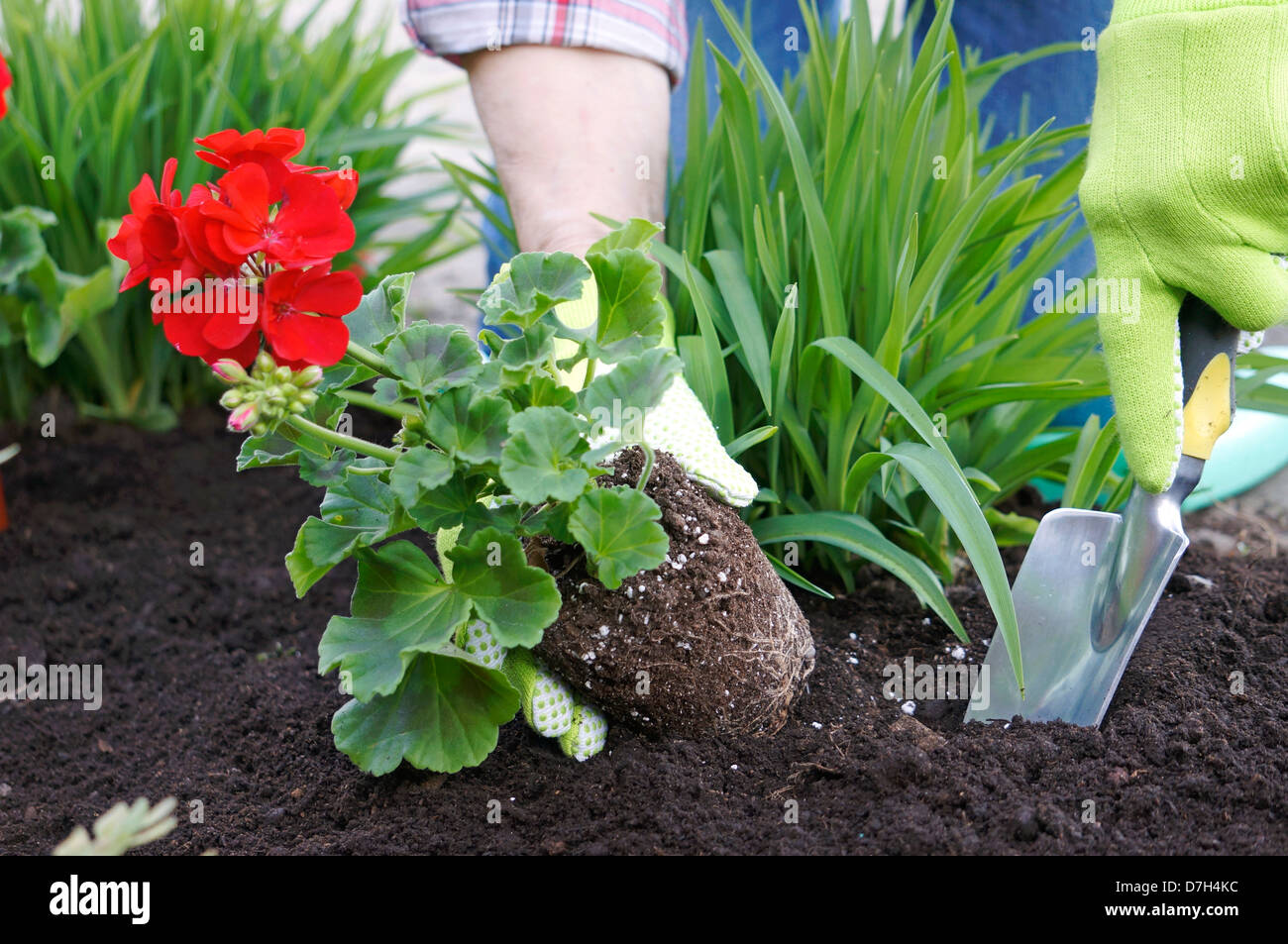 Gardening, Planting Flowers, Red Geranium Stock Photo