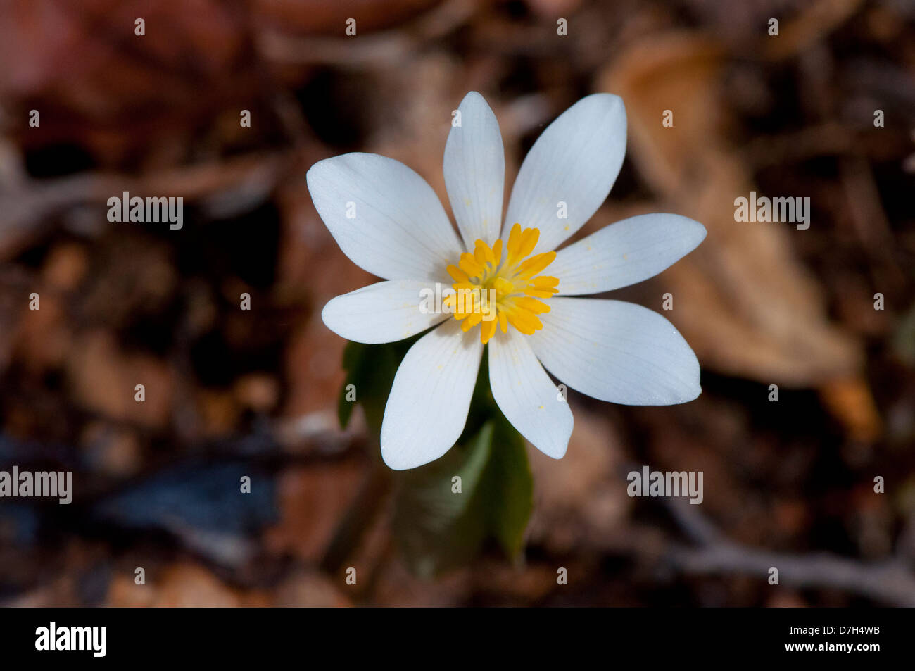 Spring White Ba A white spring flower Stock Photo - Alamy