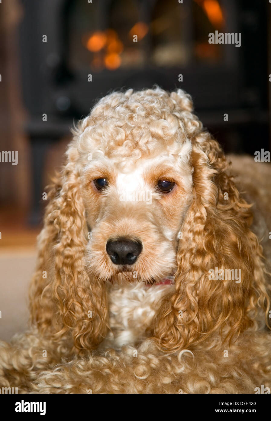 Cocker spaniel ears sales