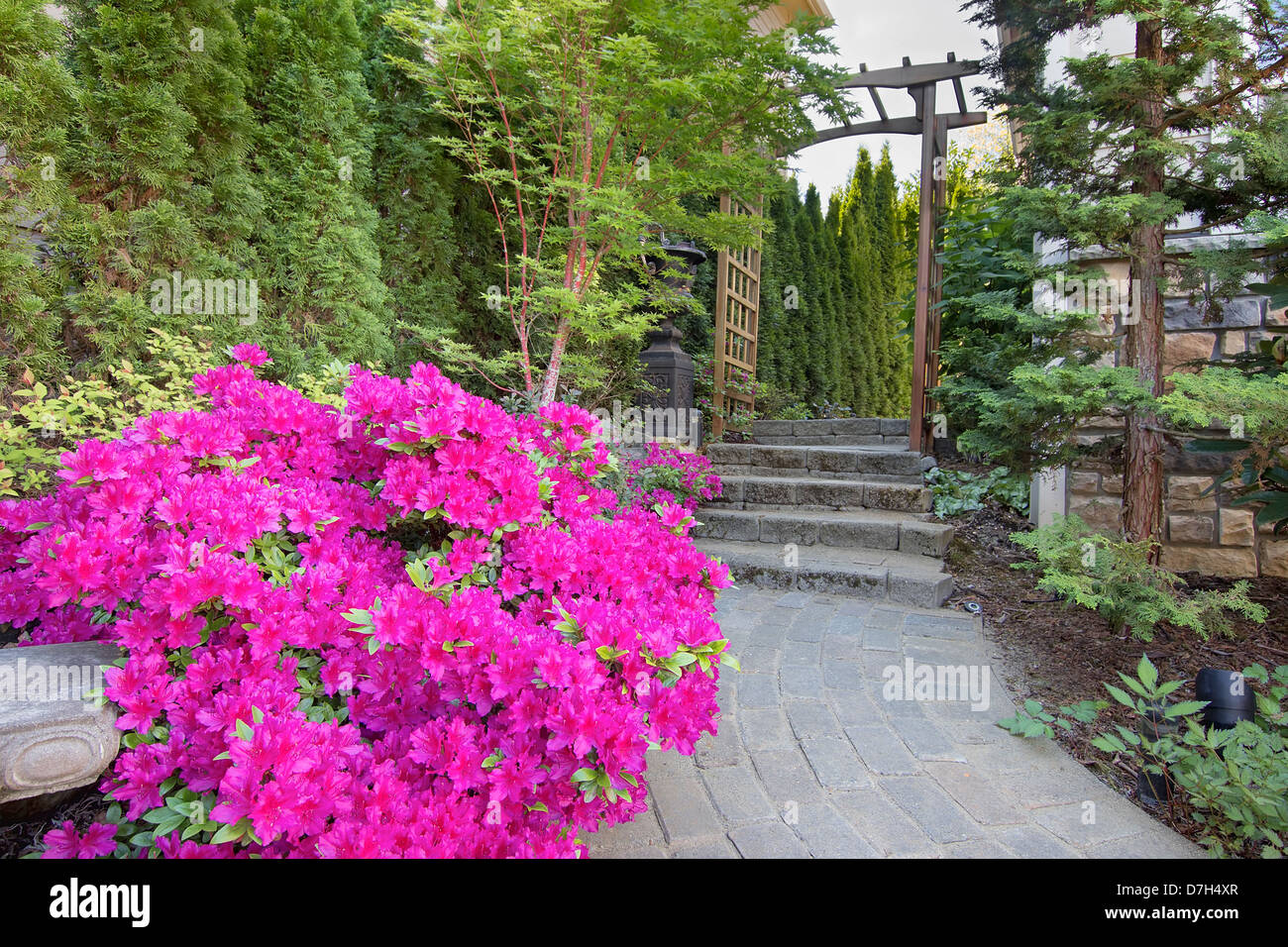 Pink Azaleas Blooming in Spring Along Garden Brick Paver Path with Wood Arbor Stock Photo
