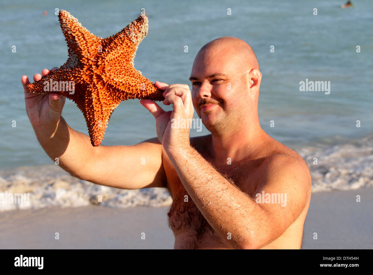 giant starfish