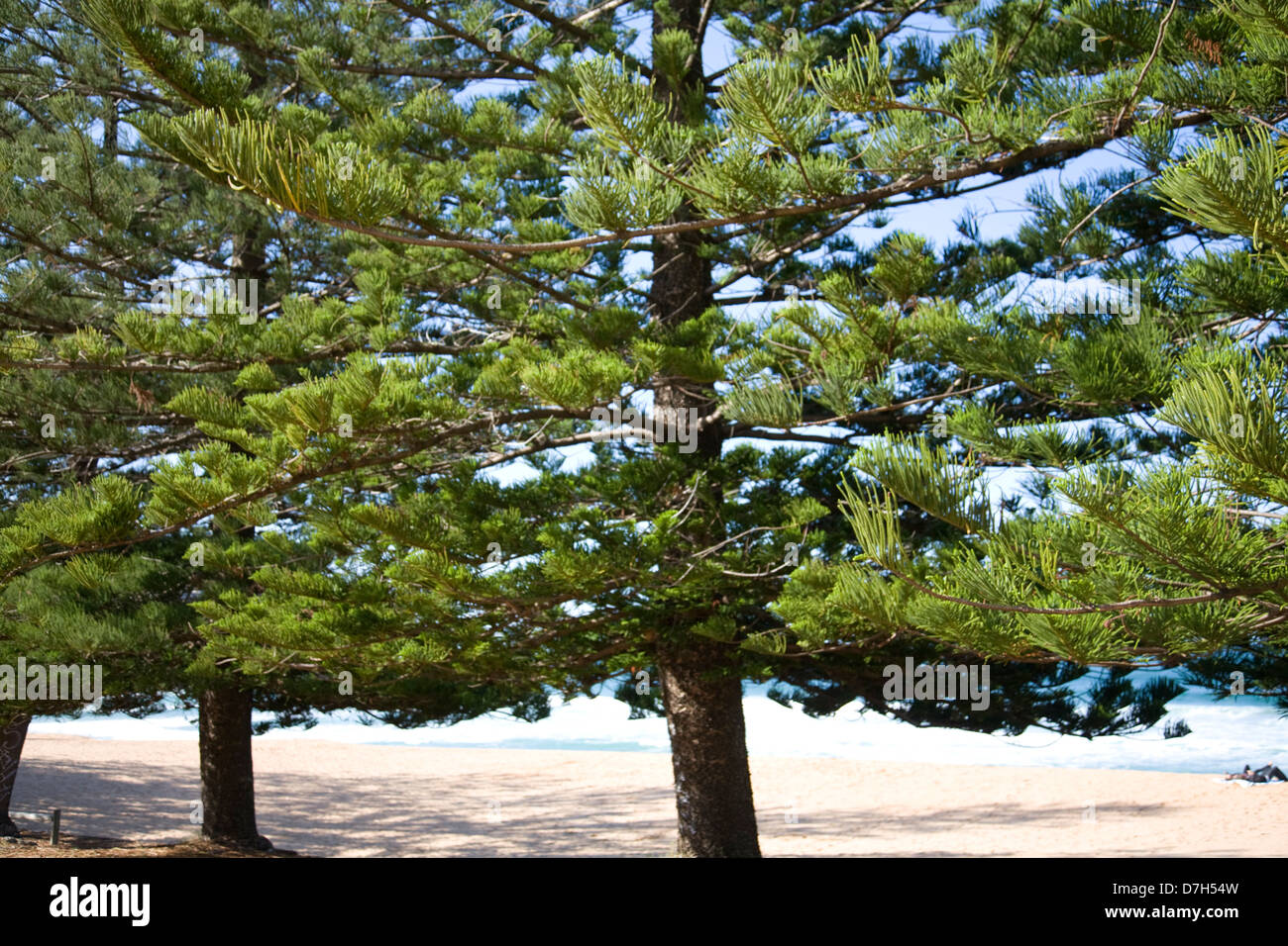 Norfolk Pine Trees High Resolution Stock Photography And Images Alamy Norfolk Pine Trees High Resolution Stock Photography And Images Alamy