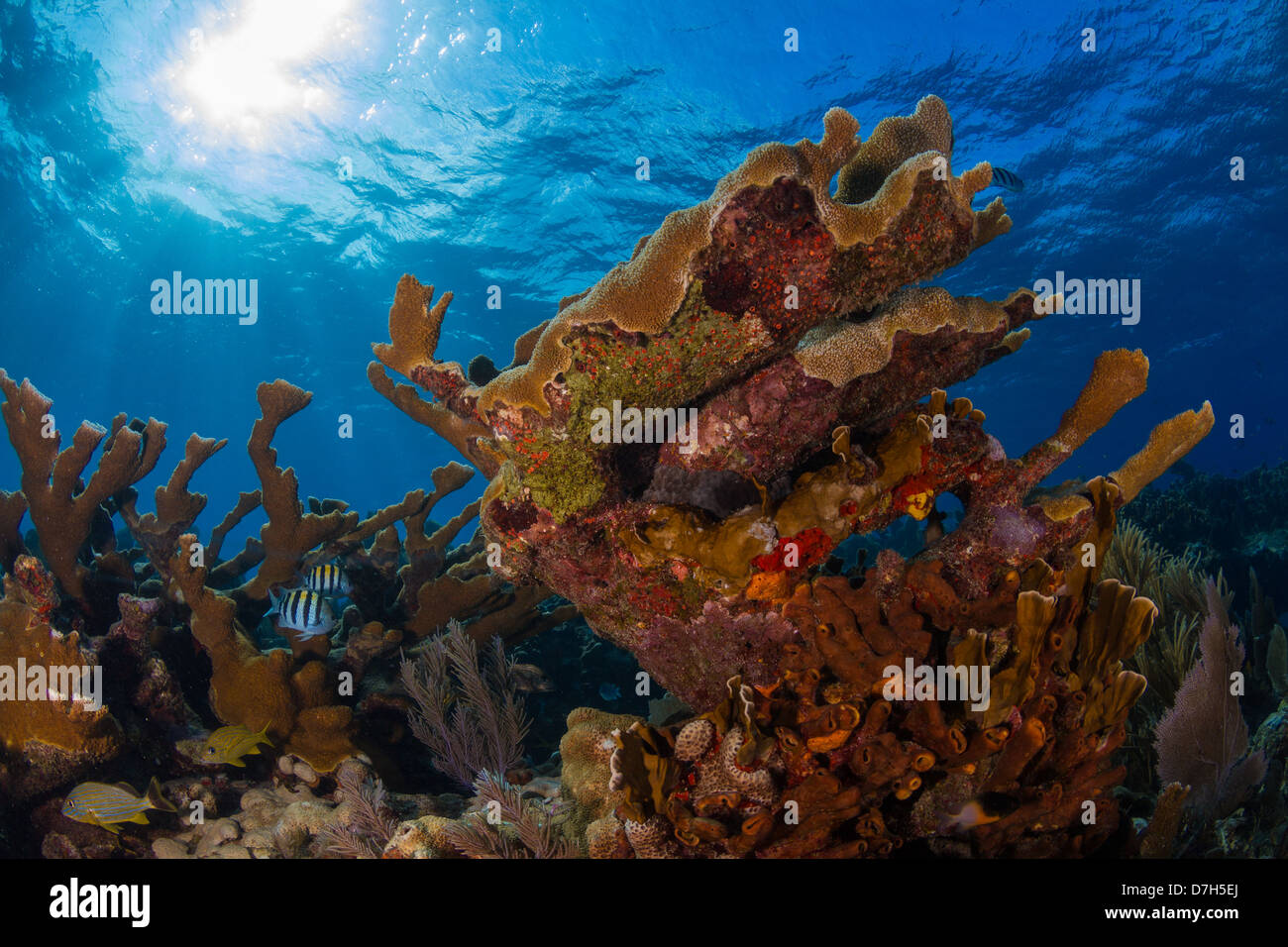 Tropical reef scene of elkhorn coral in Key Largo, Florida. Stock Photo
