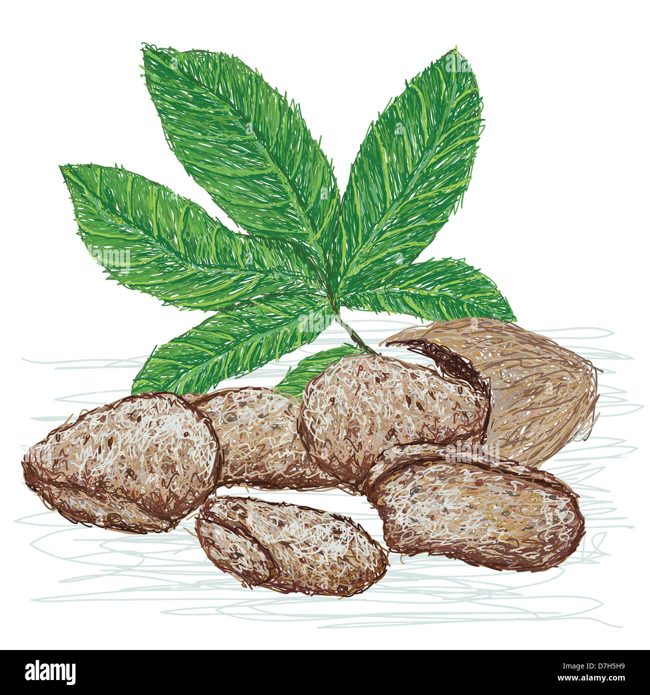 illustration of tahitian chestnut, polynesian chestnut with scientific name Inocarpus fagifer. Stock Photo