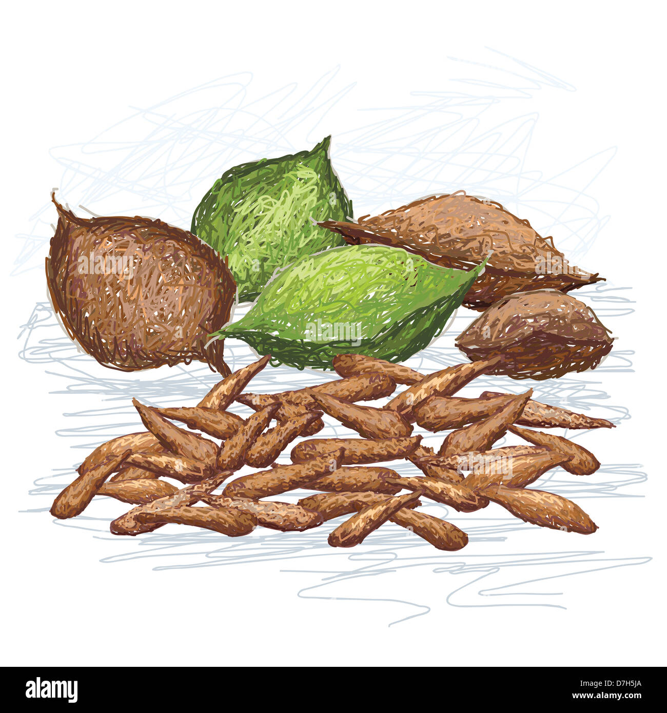 illustration of talisay fruit and nuts, scientific name - Terminalia catappa, isolated in white background. Stock Photo