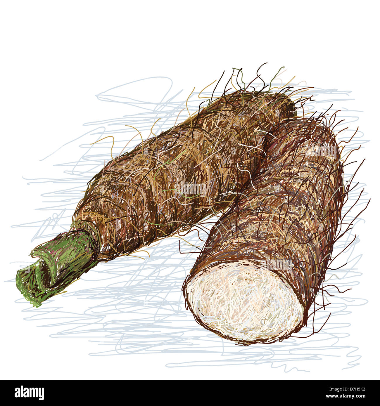 closeup illustration of alocasia taro roots, tuber with cross section isolated in white background. Stock Photo