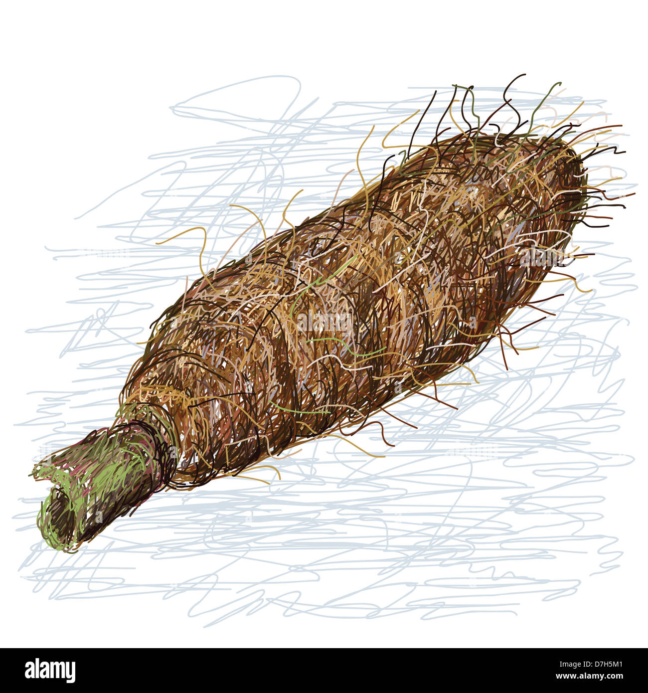 closeup illustration of alocasia taro roots, tuber isolated in white background. Stock Photo