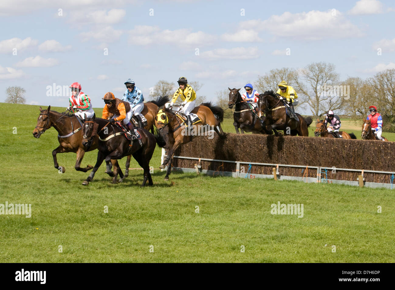 Race horses jumping brush fences at a local point to point meeting