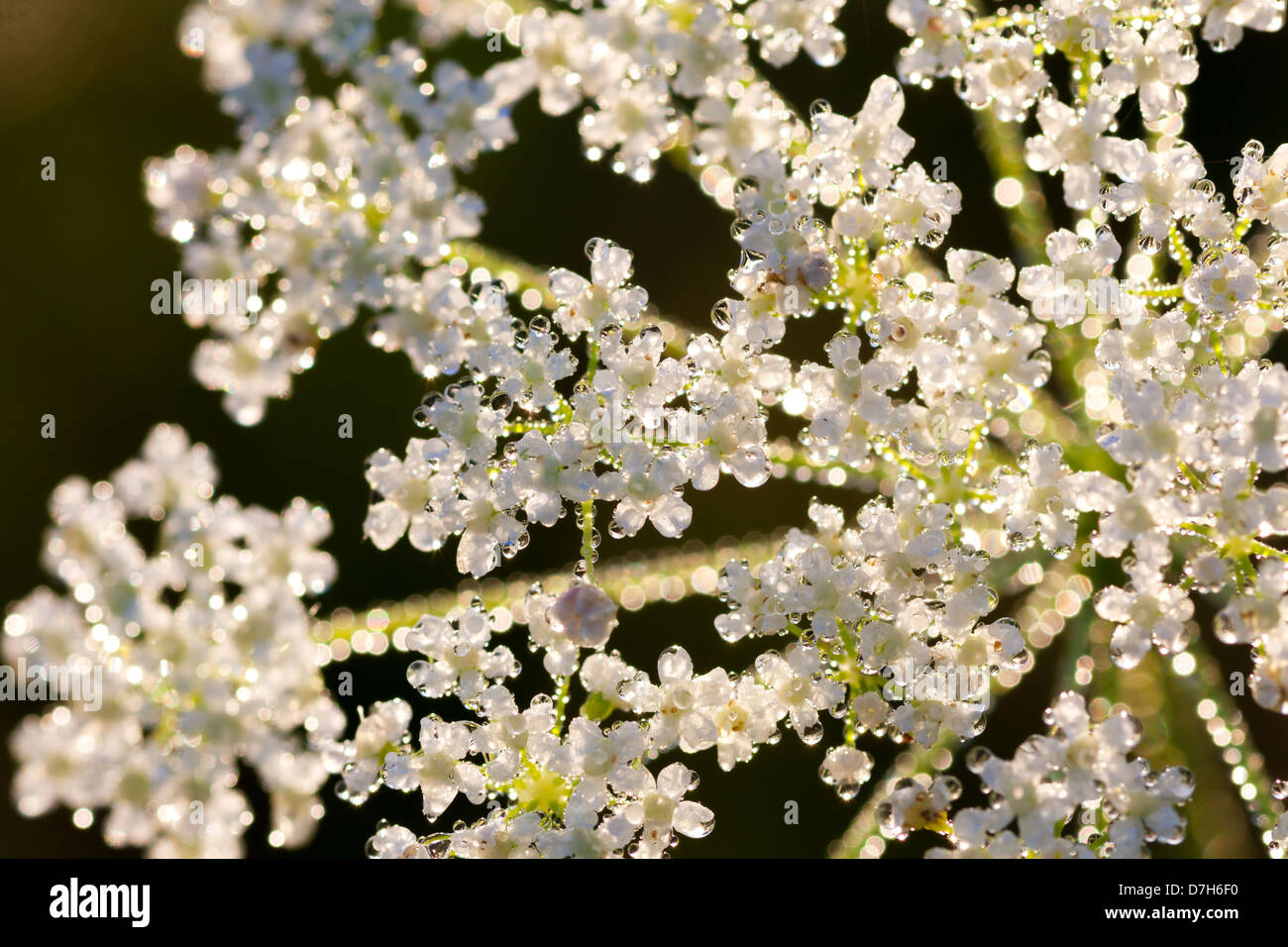 White flowers in dew drops Stock Photo - Alamy