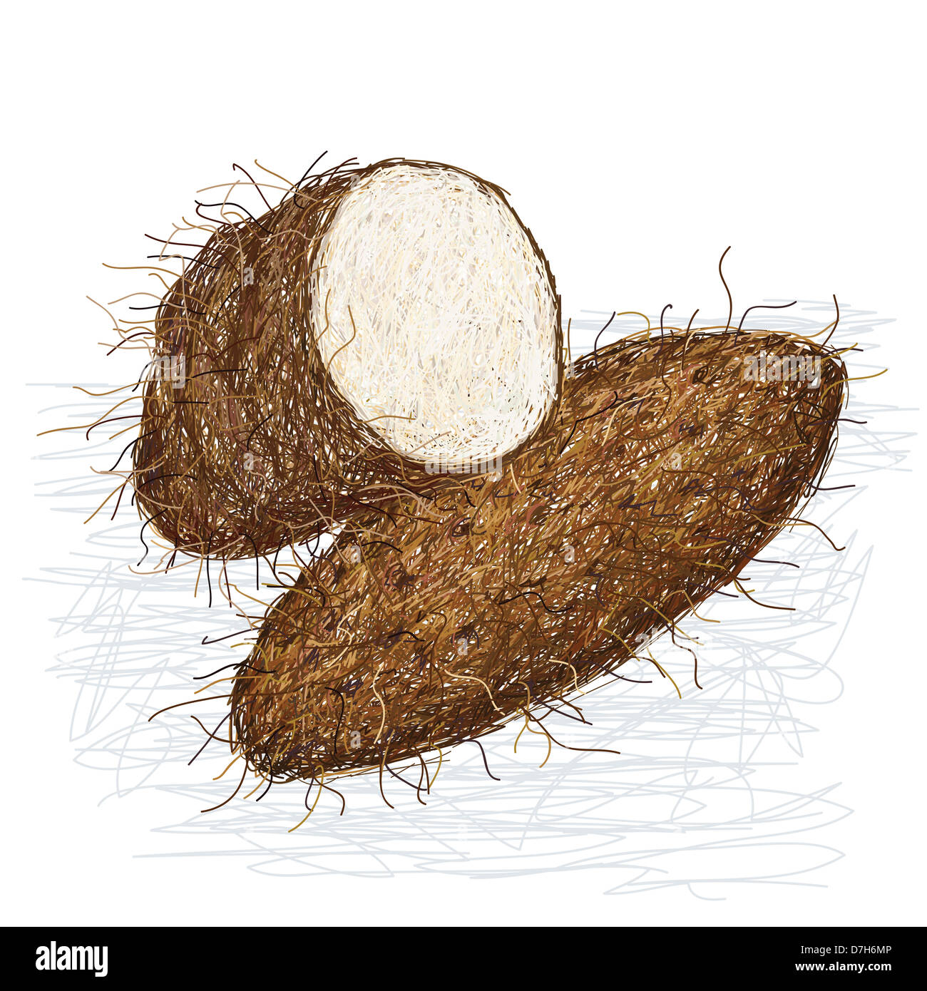 Biological drawing of mature yam plant with tuber  Vegetative  Reproduction Tropical Examples
