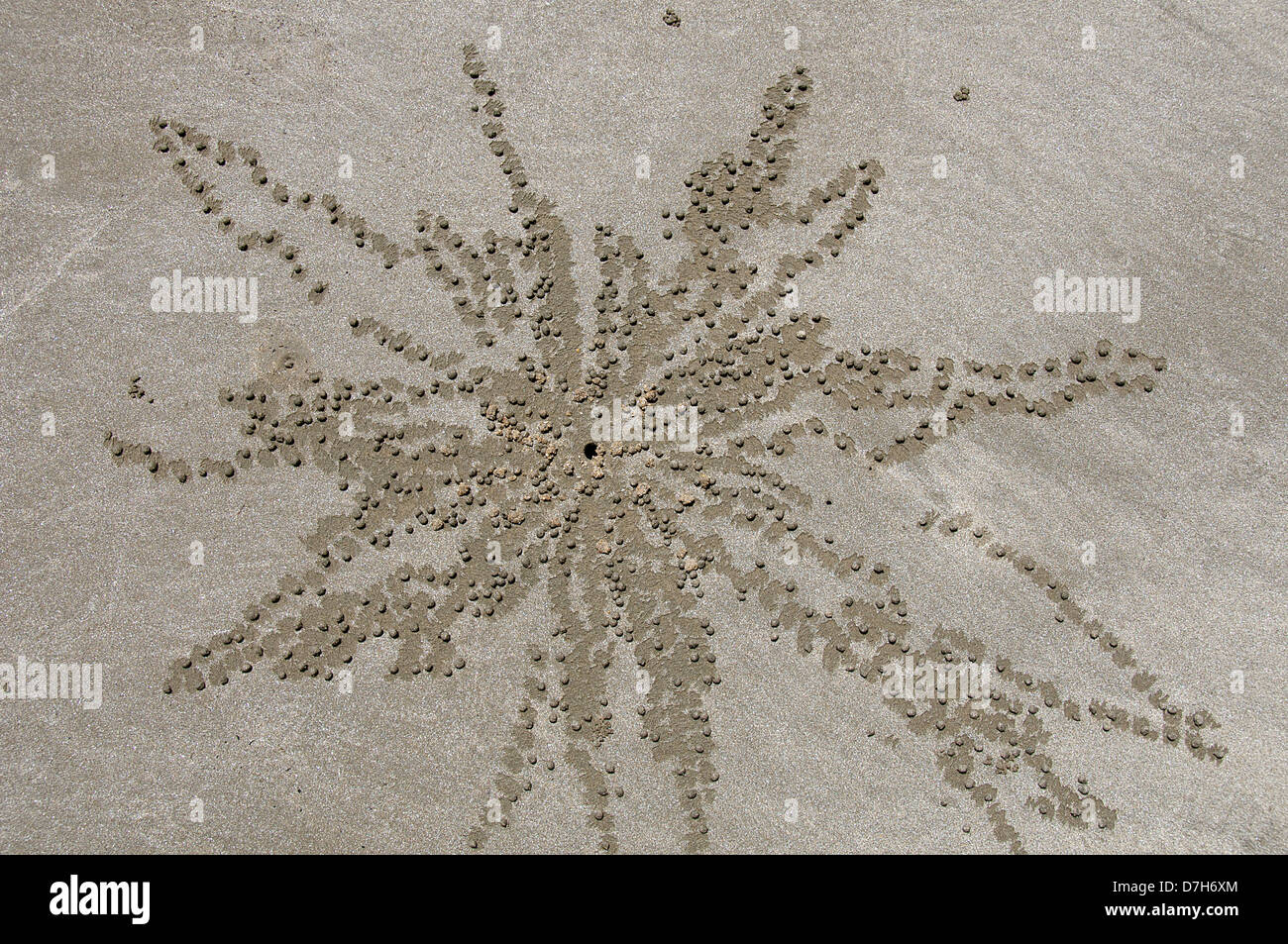 Palm tree crab patterns in sand Hervey Bay Queensland Australia Stock Photo
