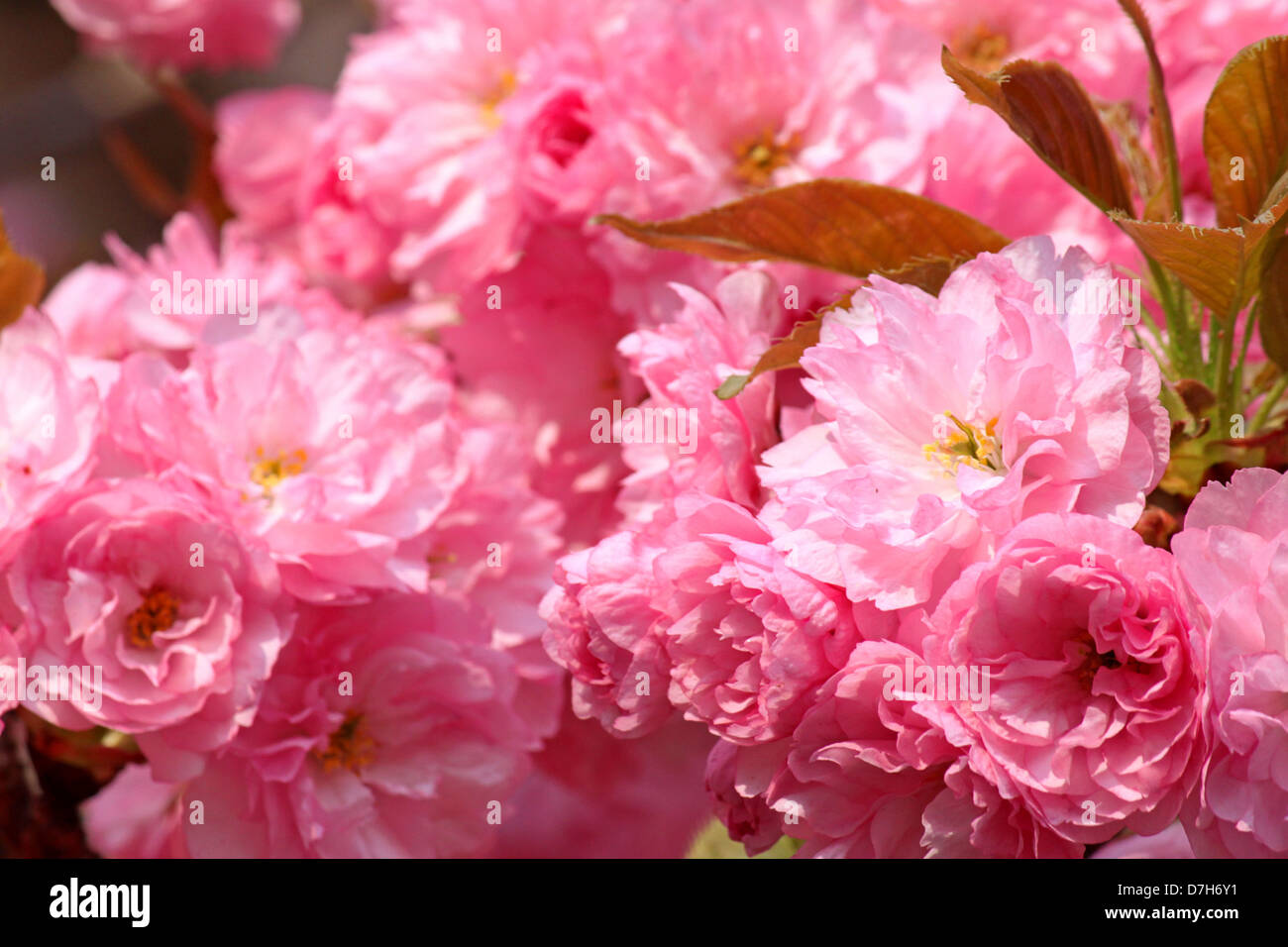 close up of japanese cherry tree blossom Stock Photo