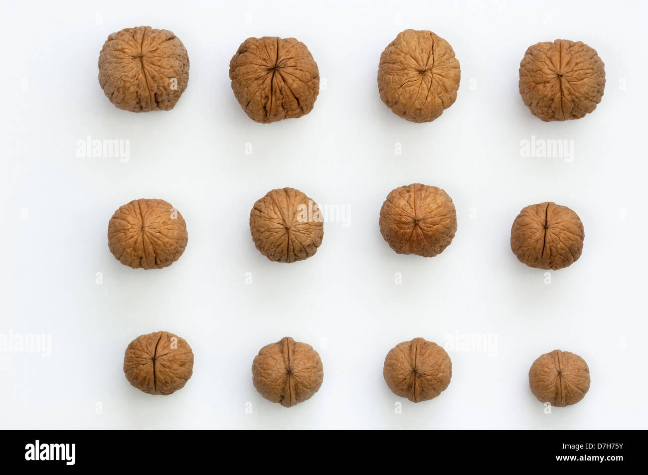 English Walnut Persian Walnut Juglans regia Nuts of different size from