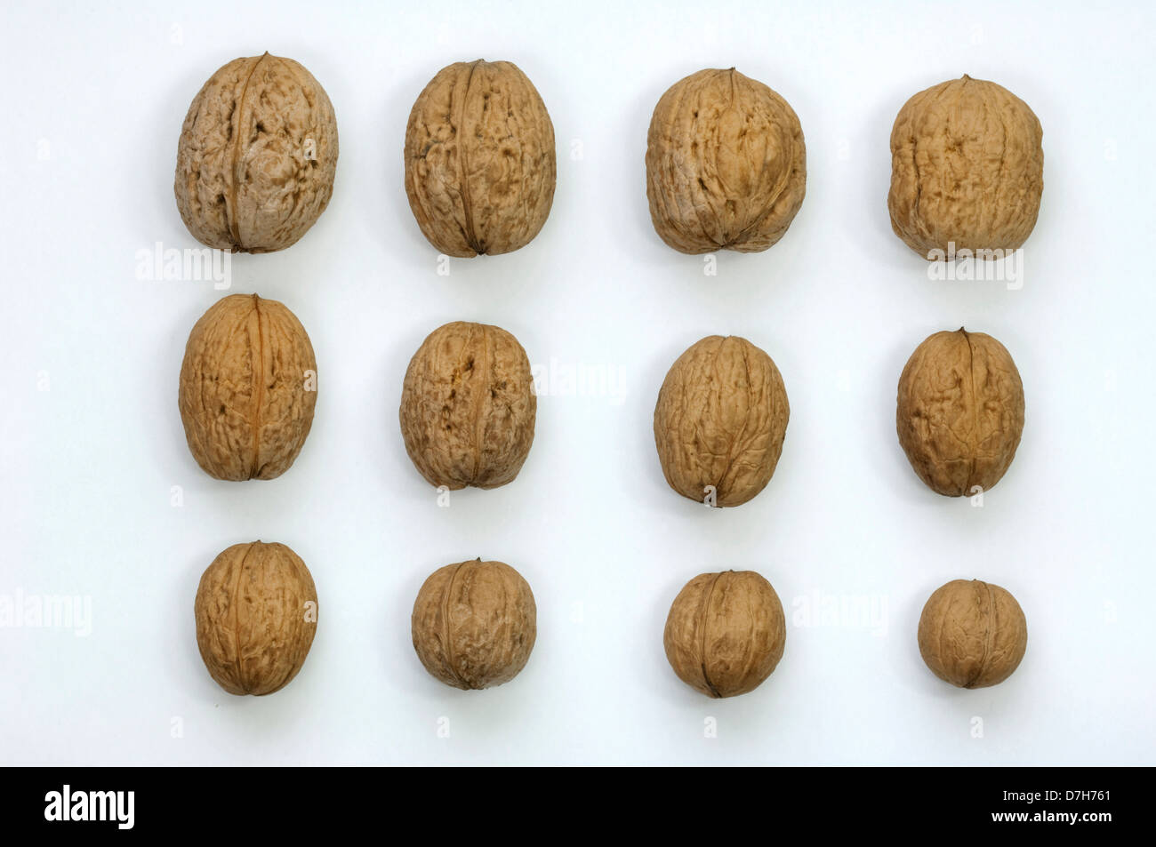 English Walnut Persian Walnut Juglans regia Nuts of different size from