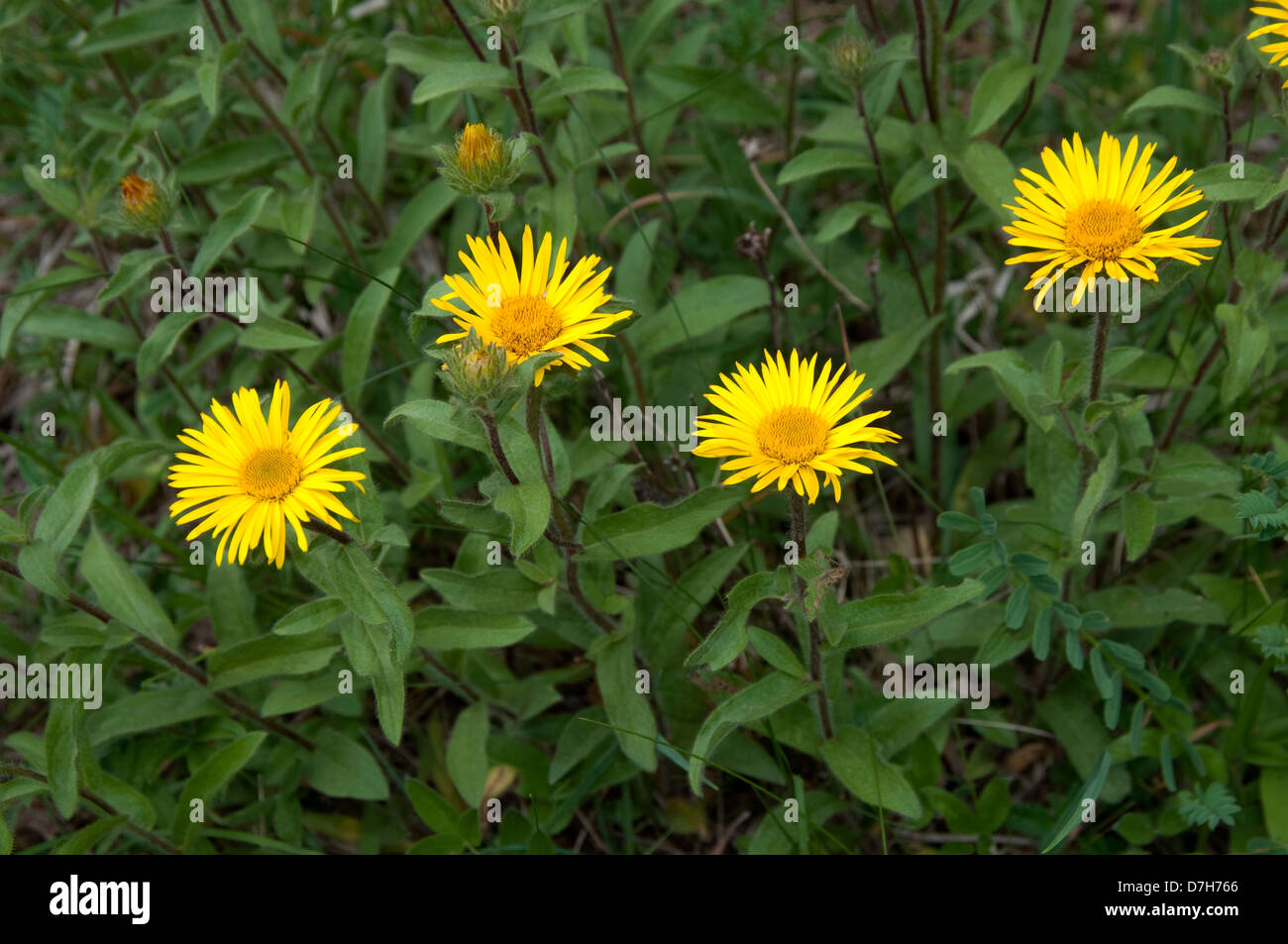 Yellowhead (Inula hirta), flowering Stock Photo