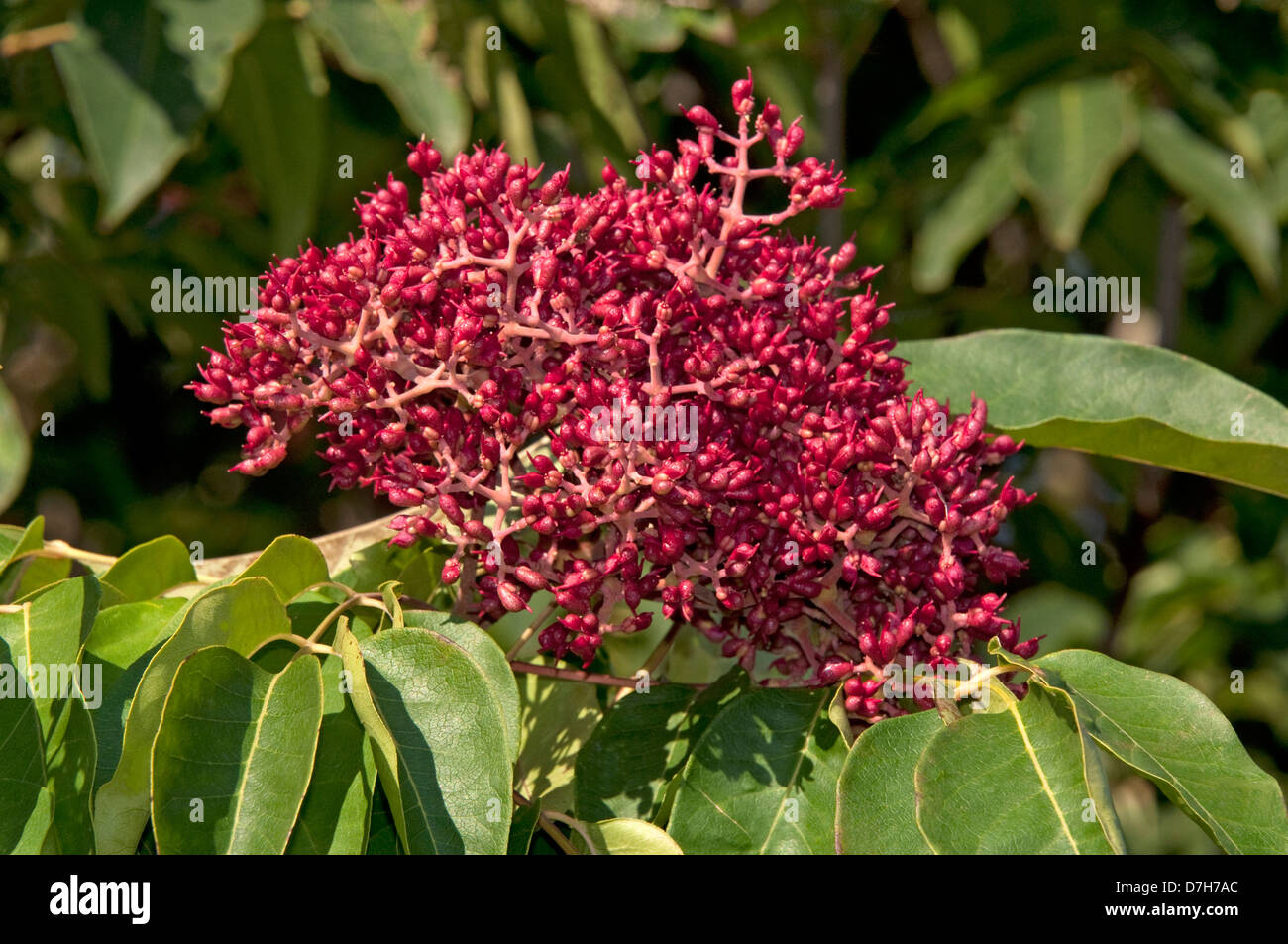 Korean Evovia, Bee Bee Tree (Tetradium daniellii), twig with fruit Stock Photo