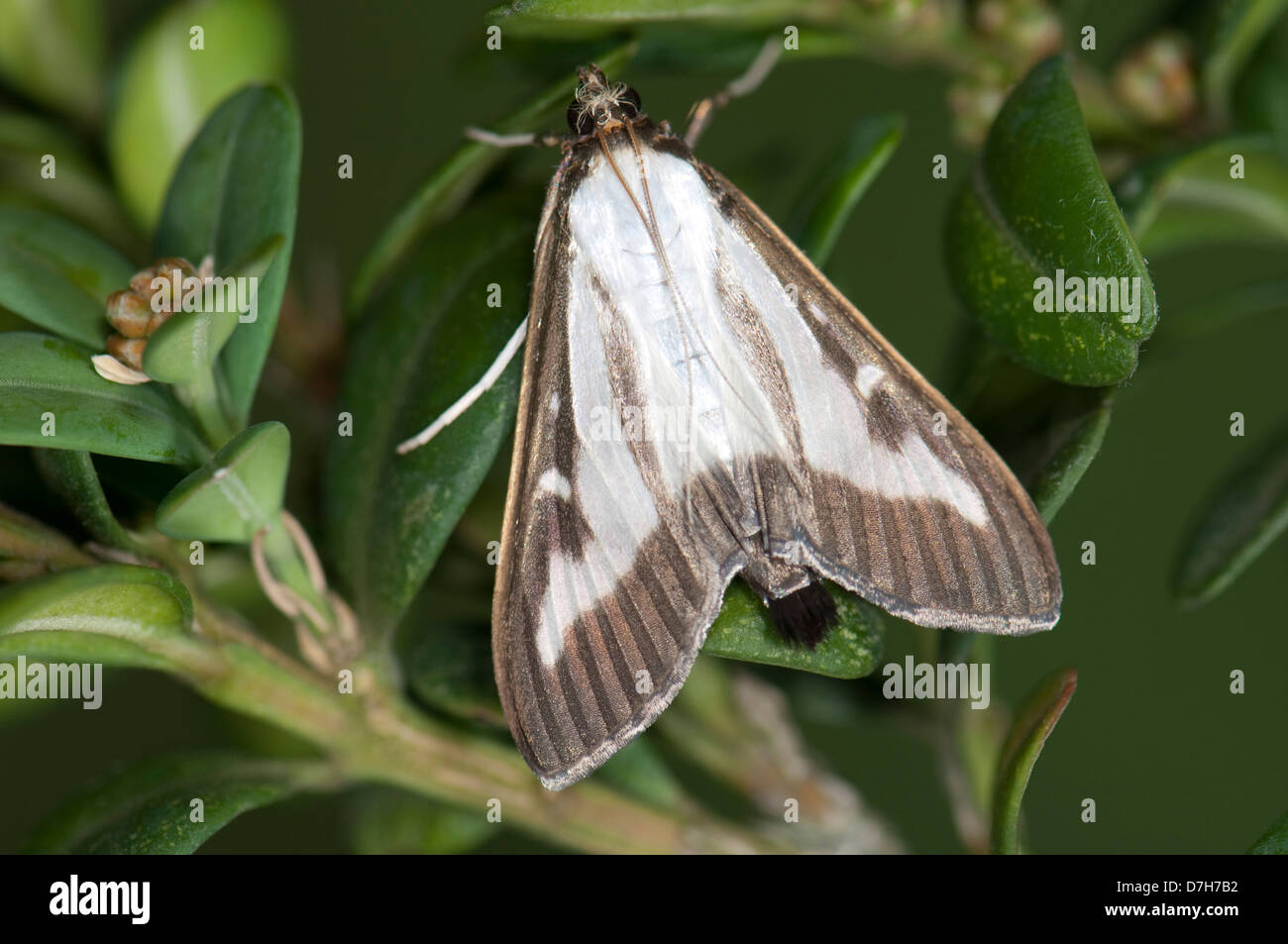 Box Tree Moth (Cydalima perspectalis), adult male on Boxwood leaves