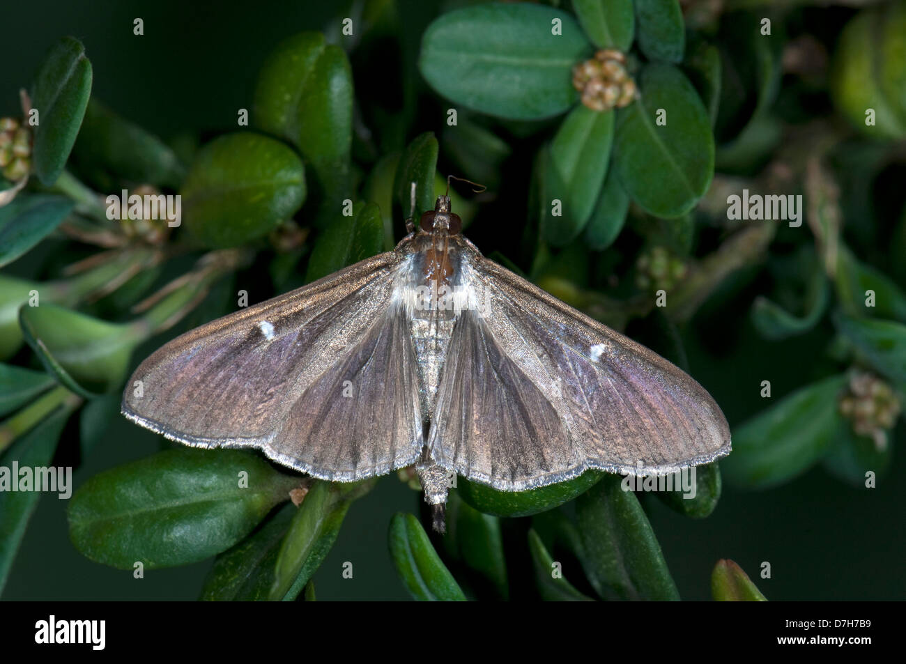 Box Tree Moth (Cydalima perspectalis), adult male (brown varity) on